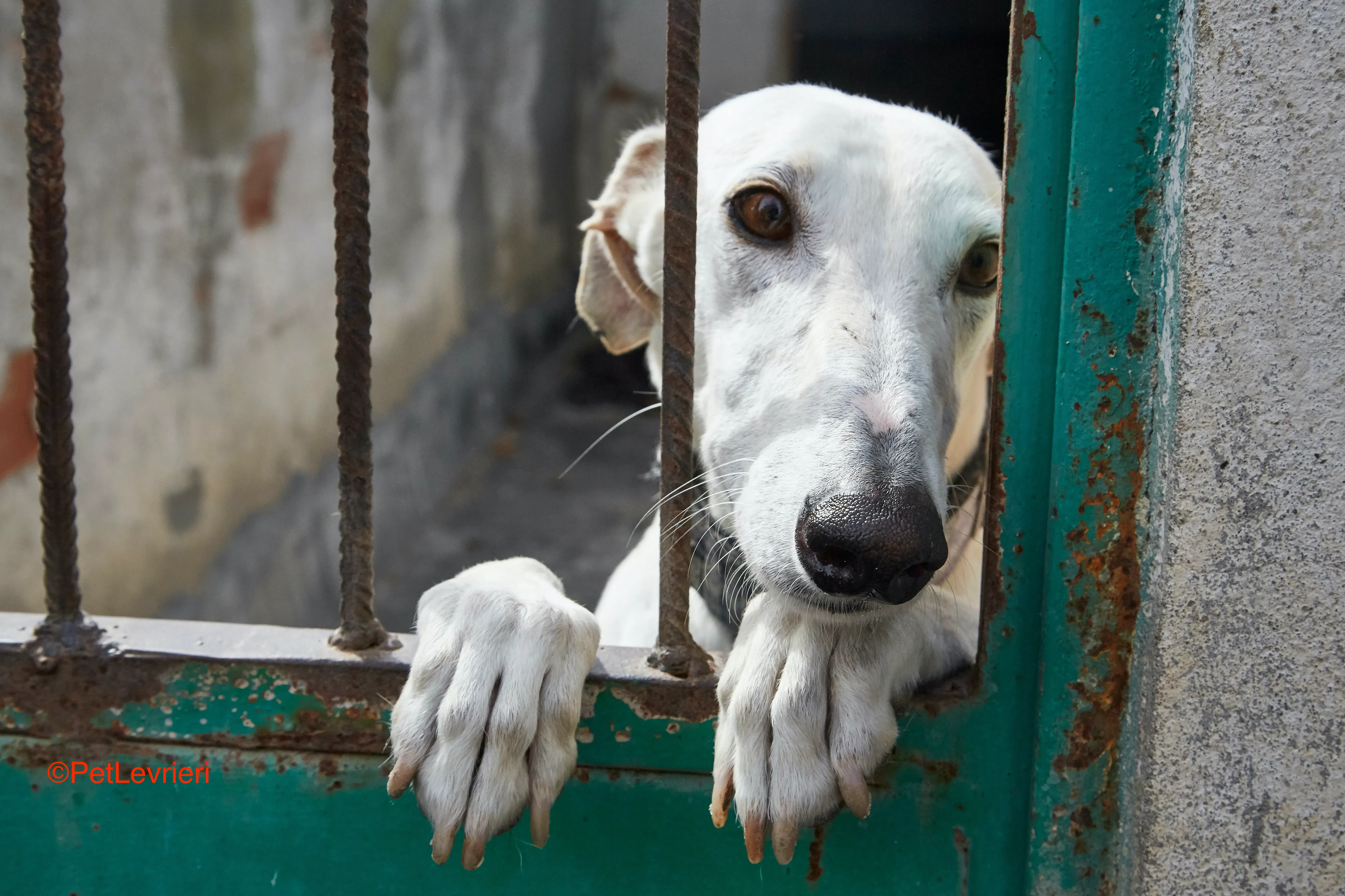 Cervantes adozione levrieri galgo 1