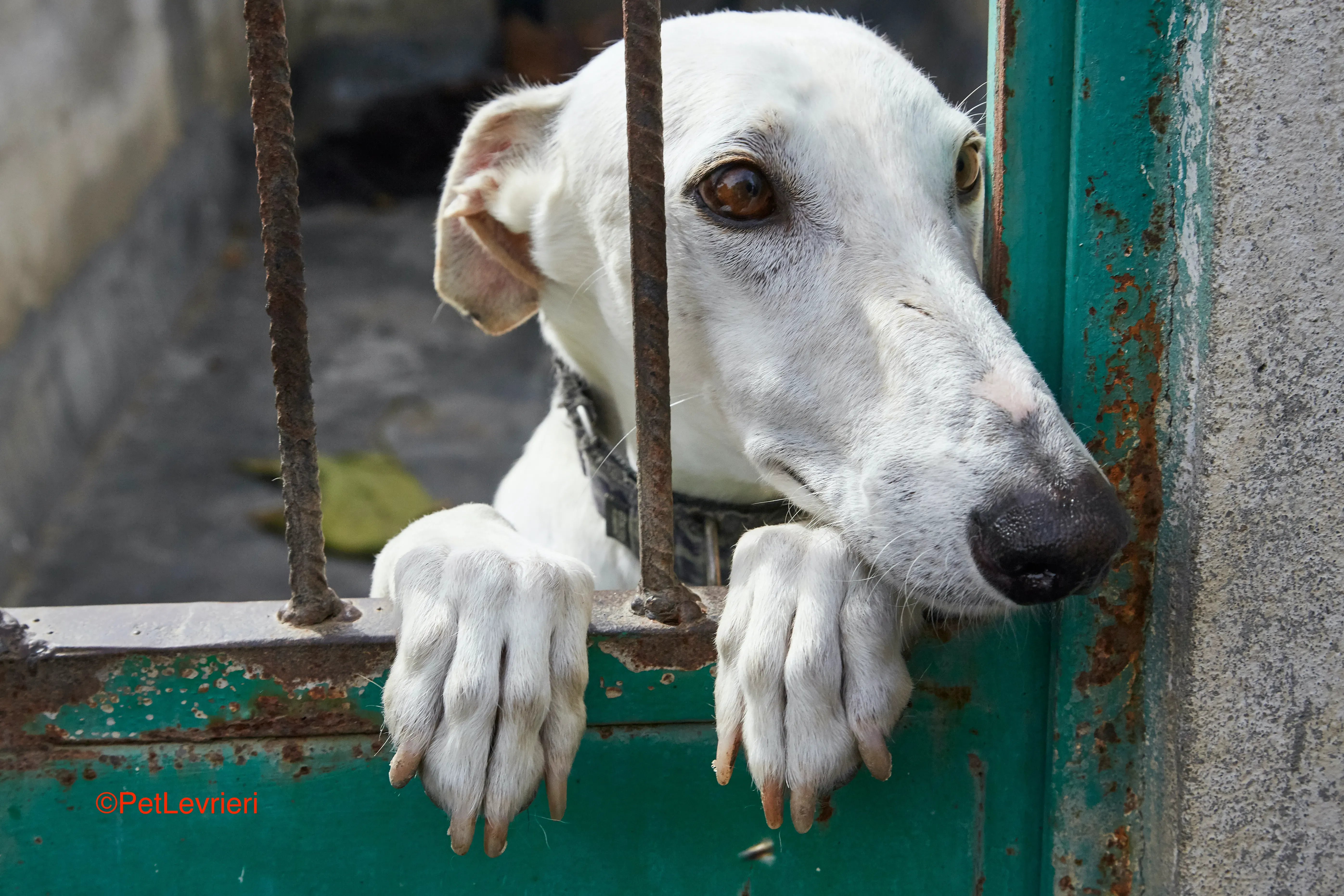 Cervantes adozione levrieri galgo 2
