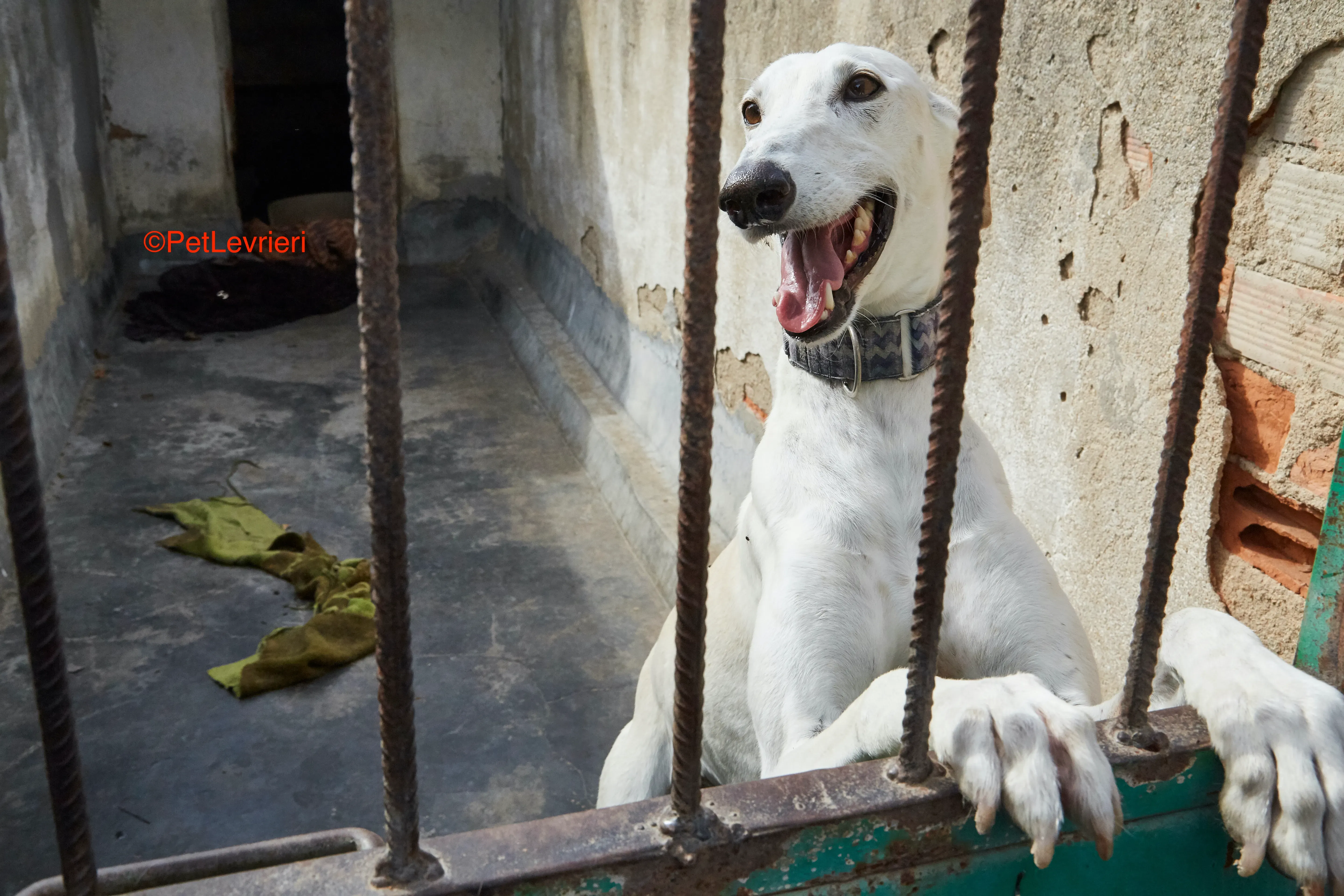 Cervantes adozione levrieri galgo 3