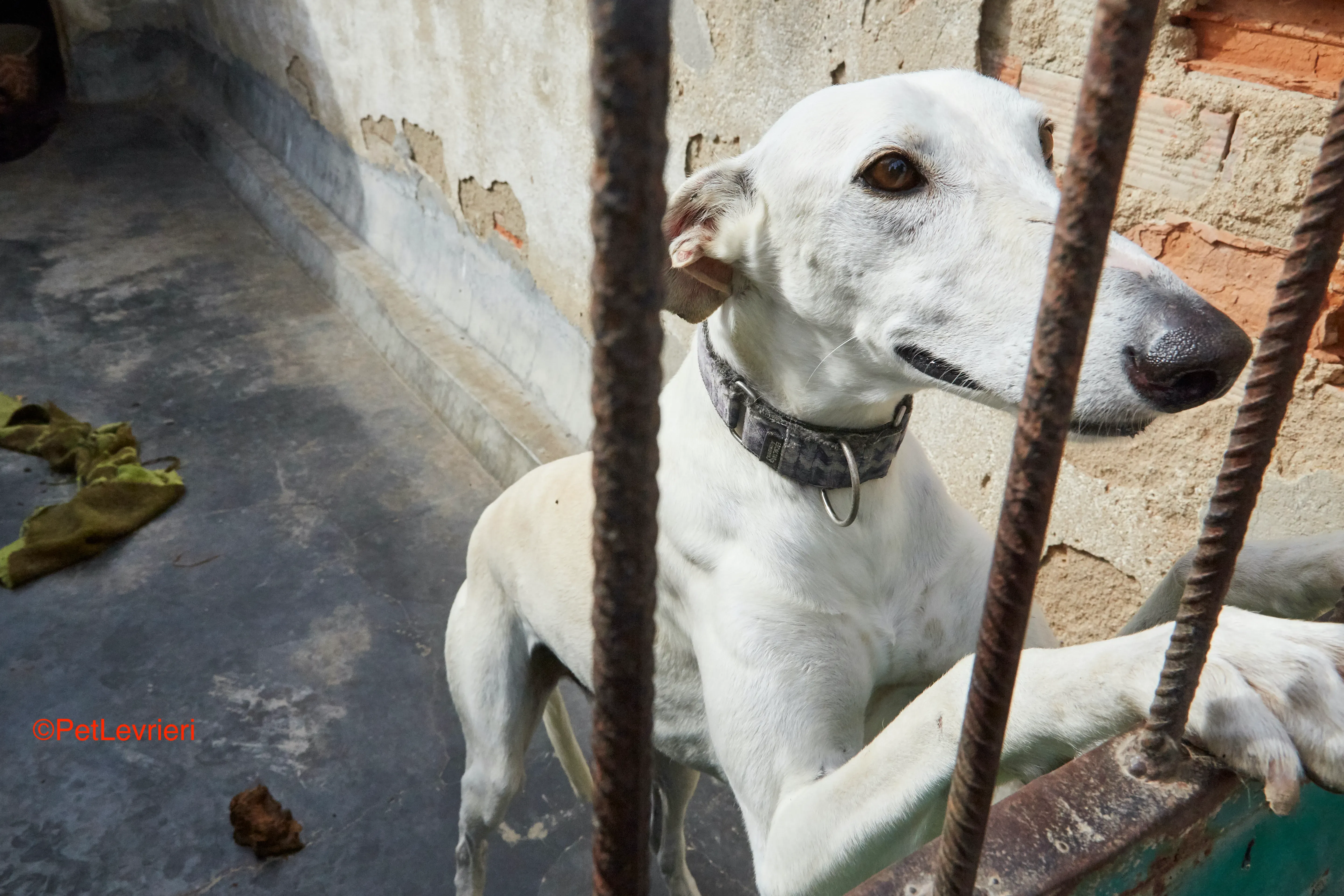 Cervantes adozione levrieri galgo 4