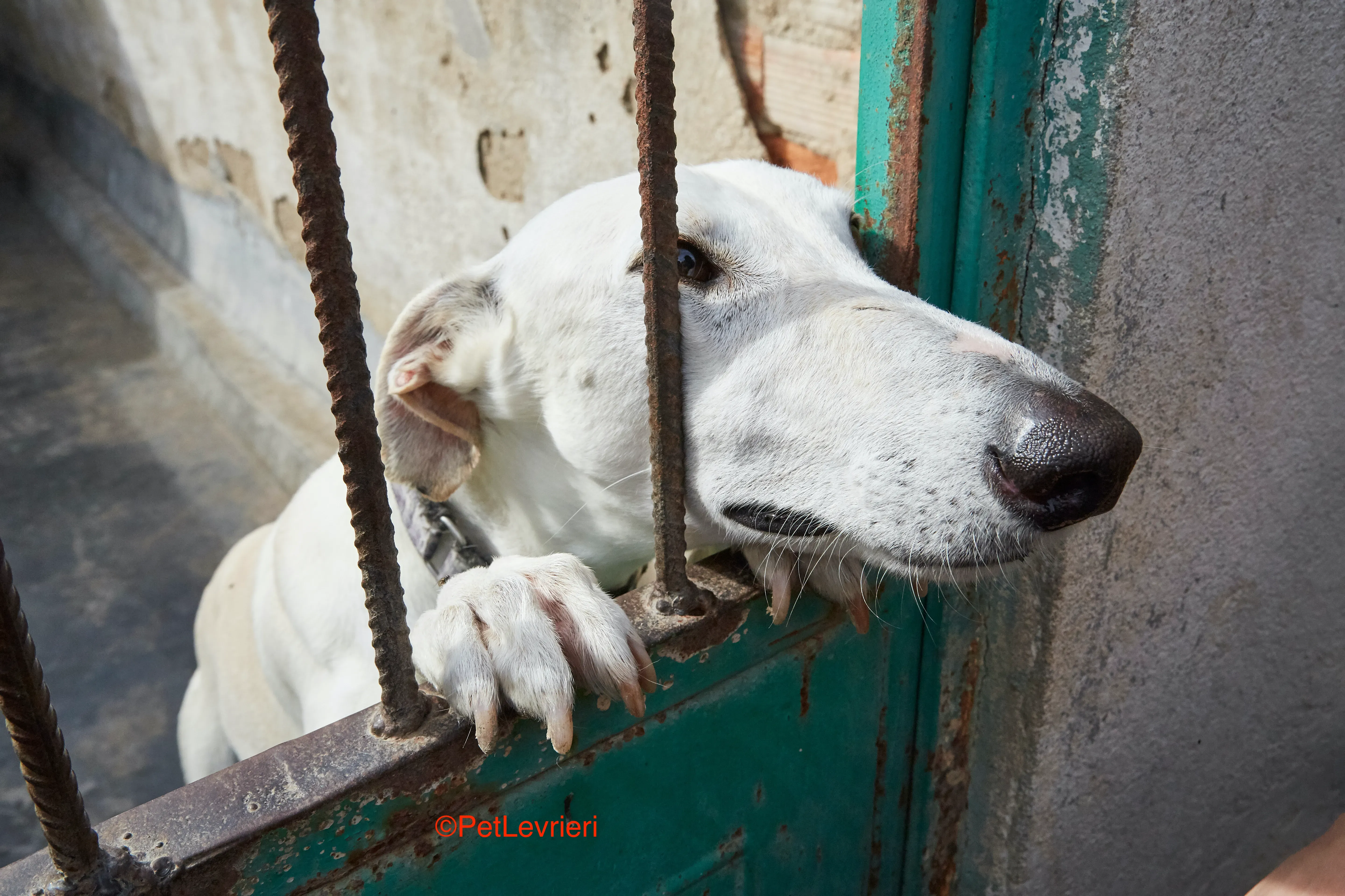 Cervantes adozione levrieri galgo 5