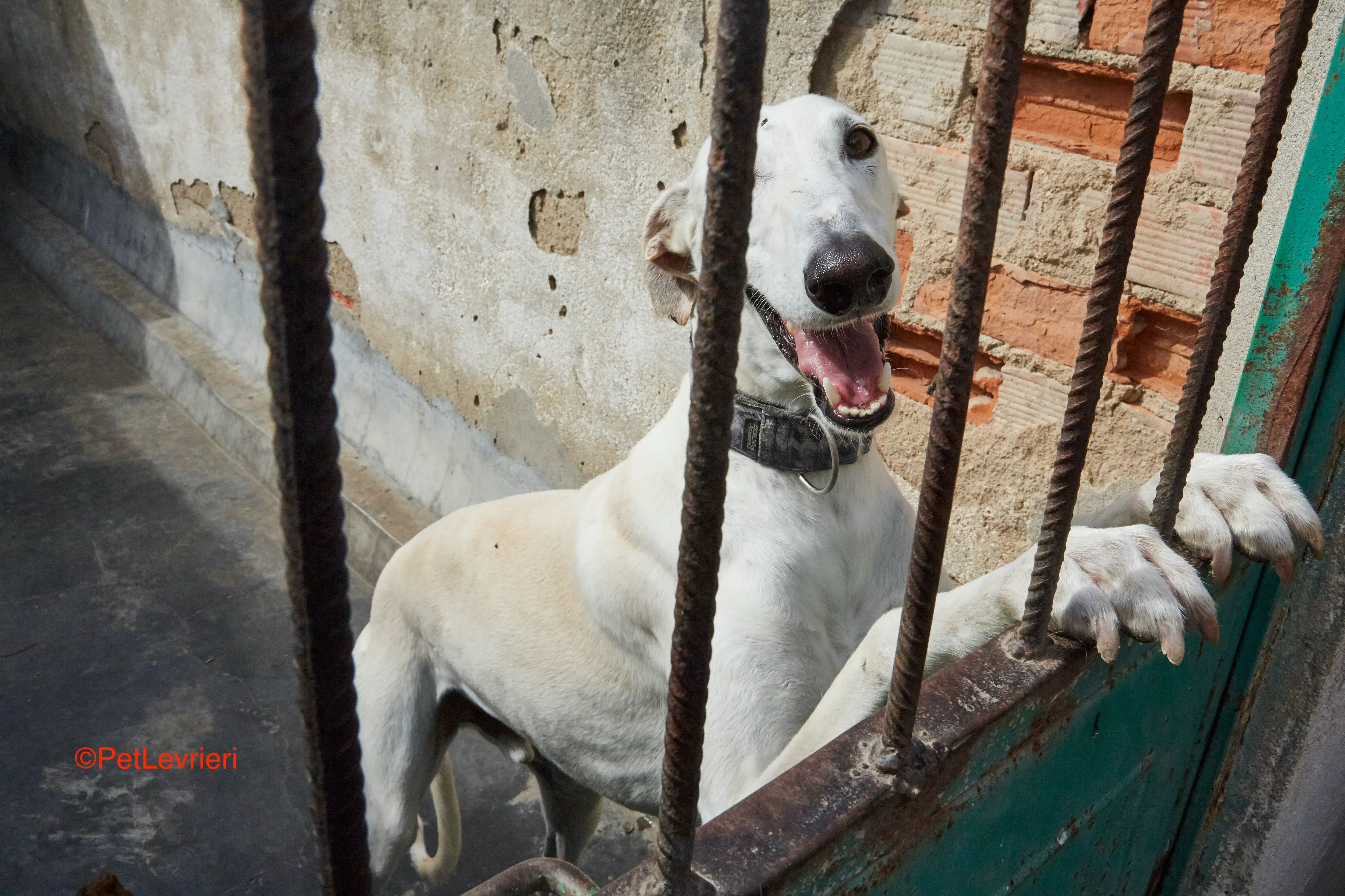 Cervantes adozione levrieri galgo 6