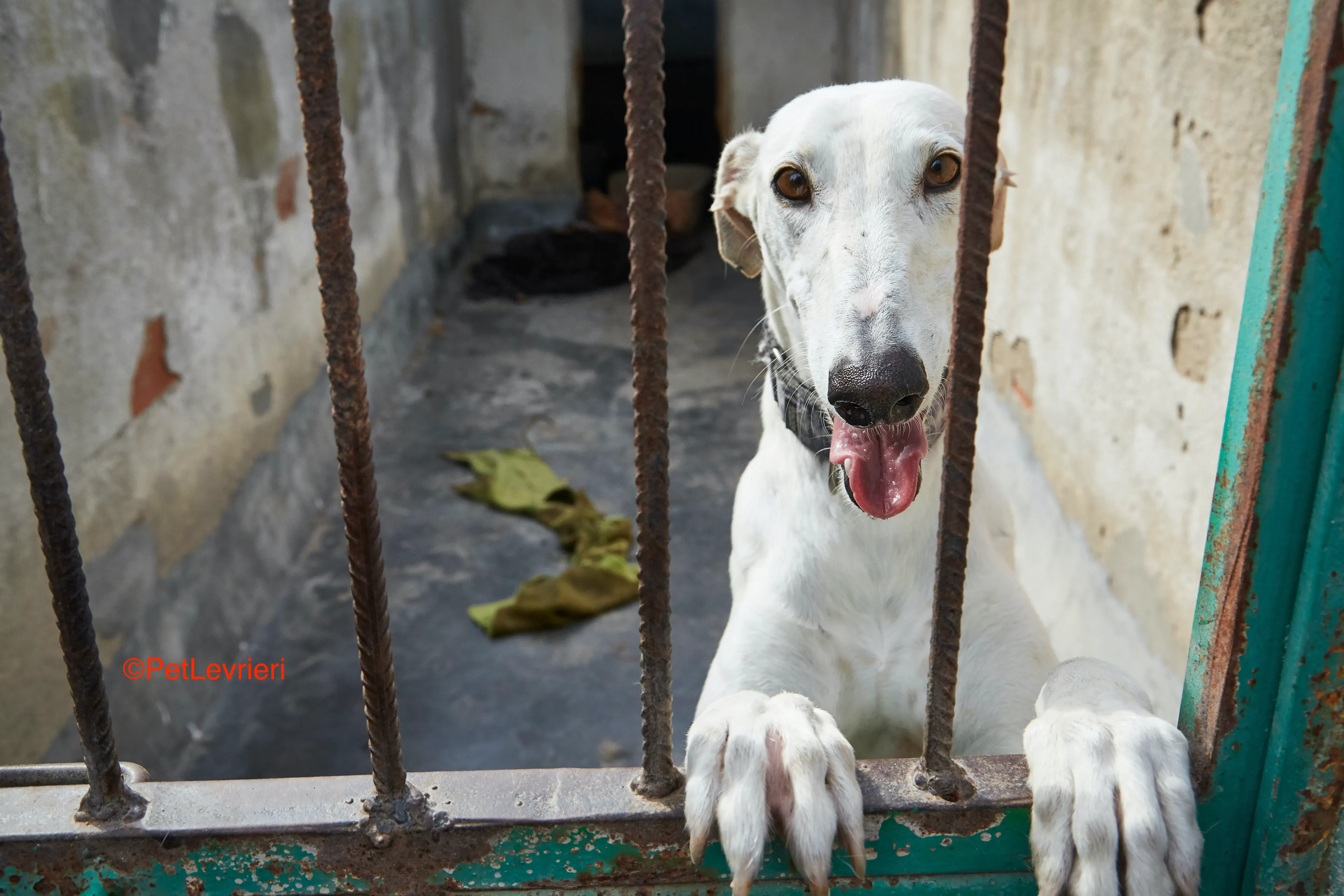 Cervantes adozione levrieri galgo 7