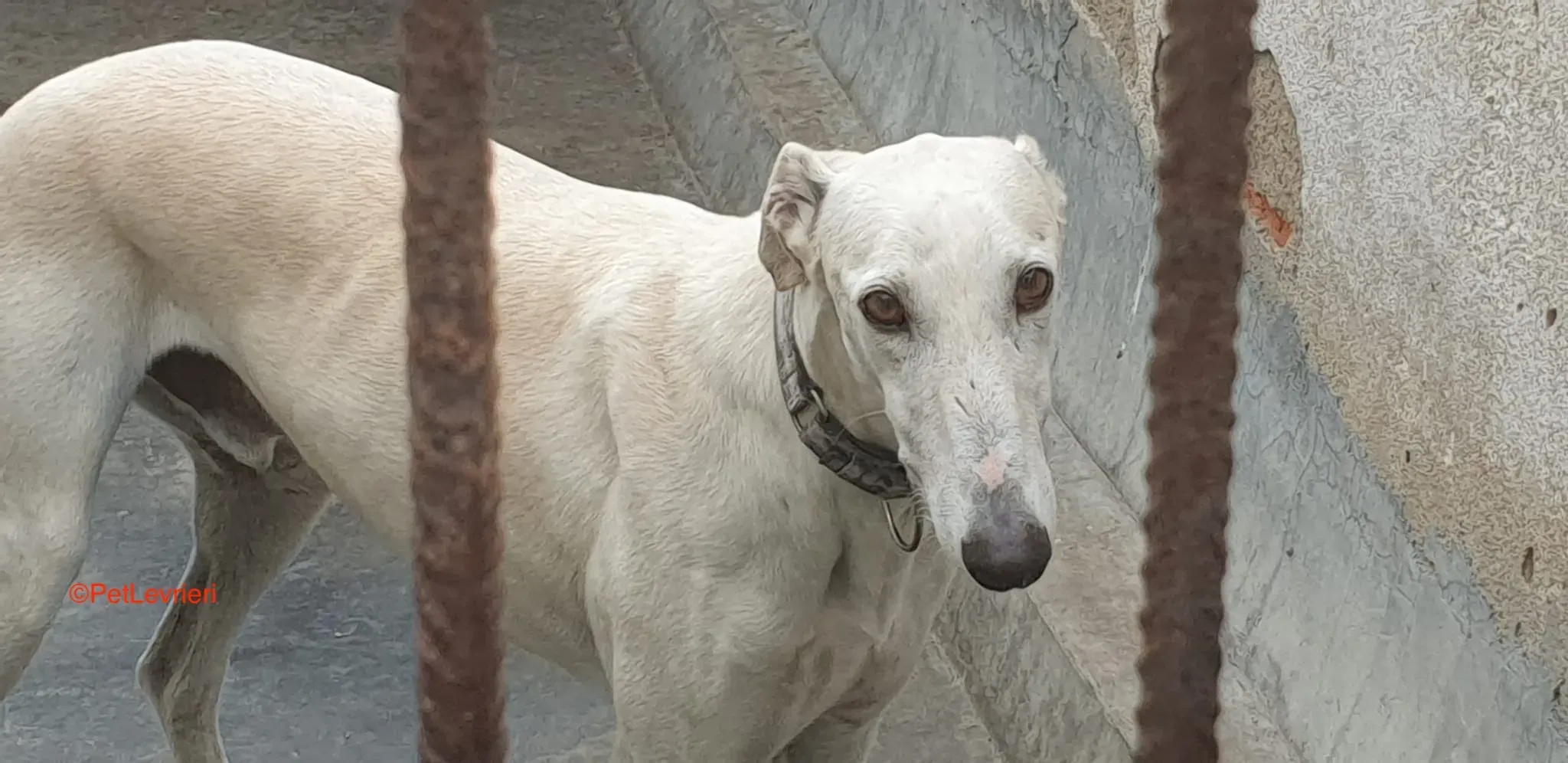 Cervantes adozione levrieri galgo 8