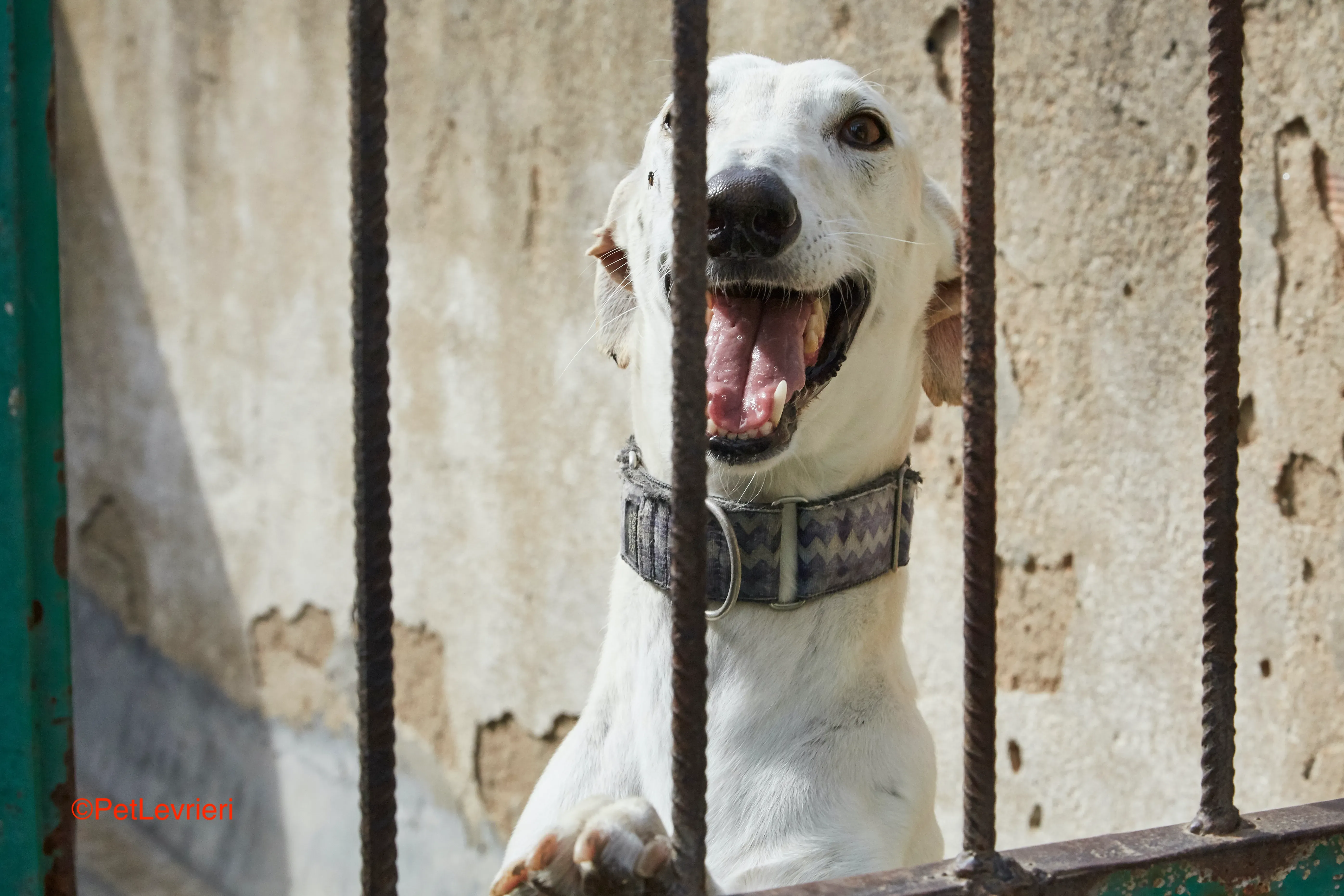 Cervantes adozione levrieri galgo 9