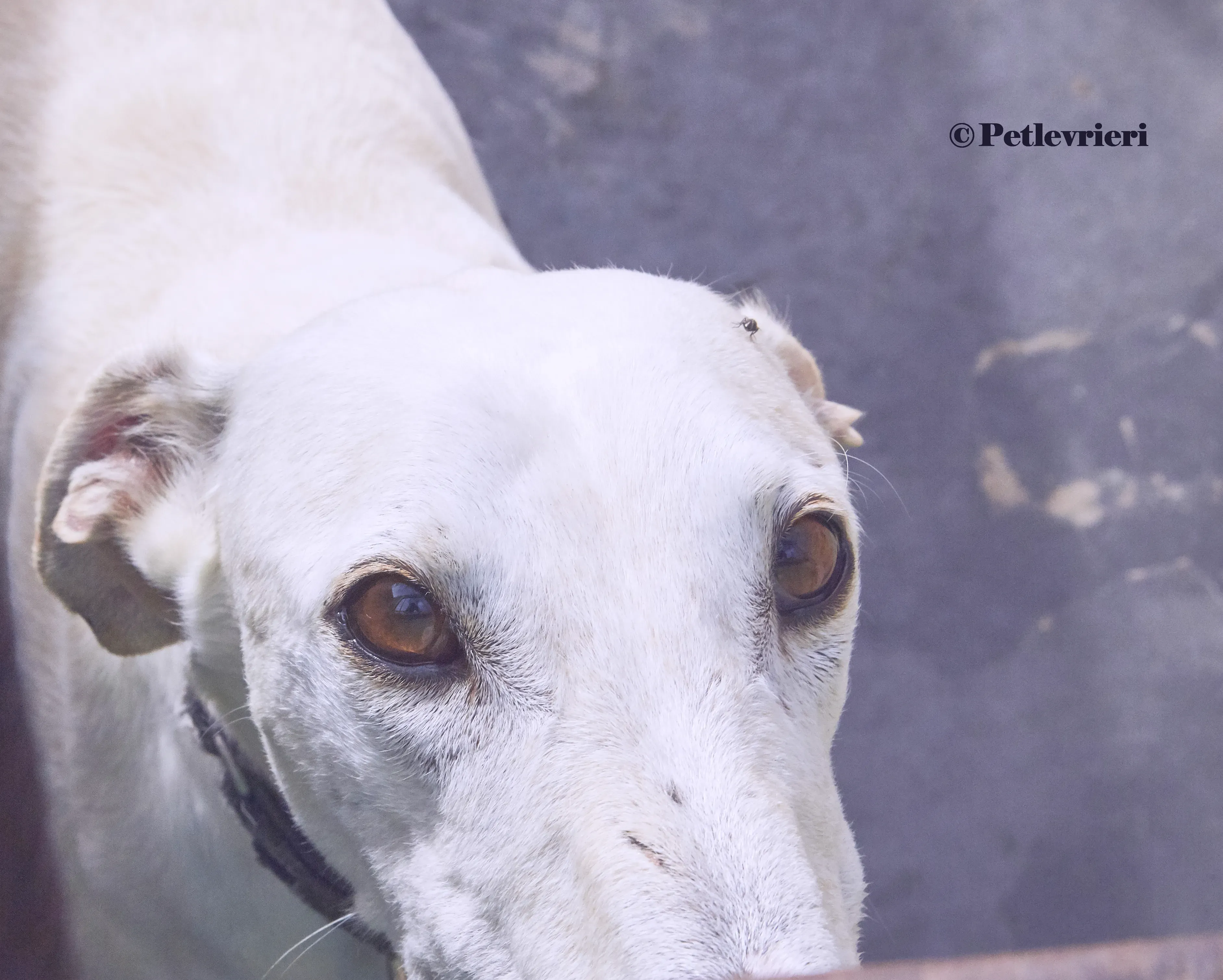 Cervantes galgo adozione pet levrieri onlus 1 2