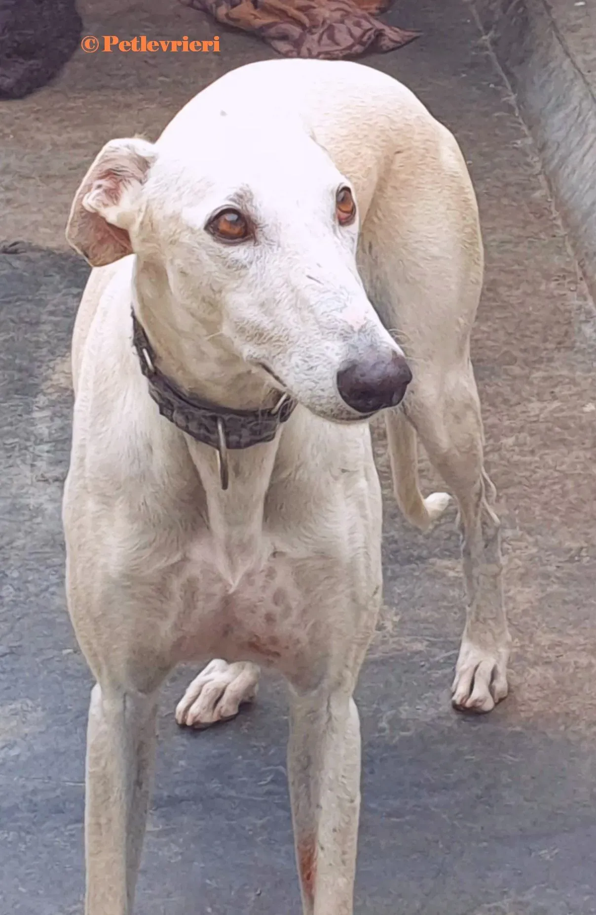 Cervantes galgo adozione pet levrieri onlus 2 2