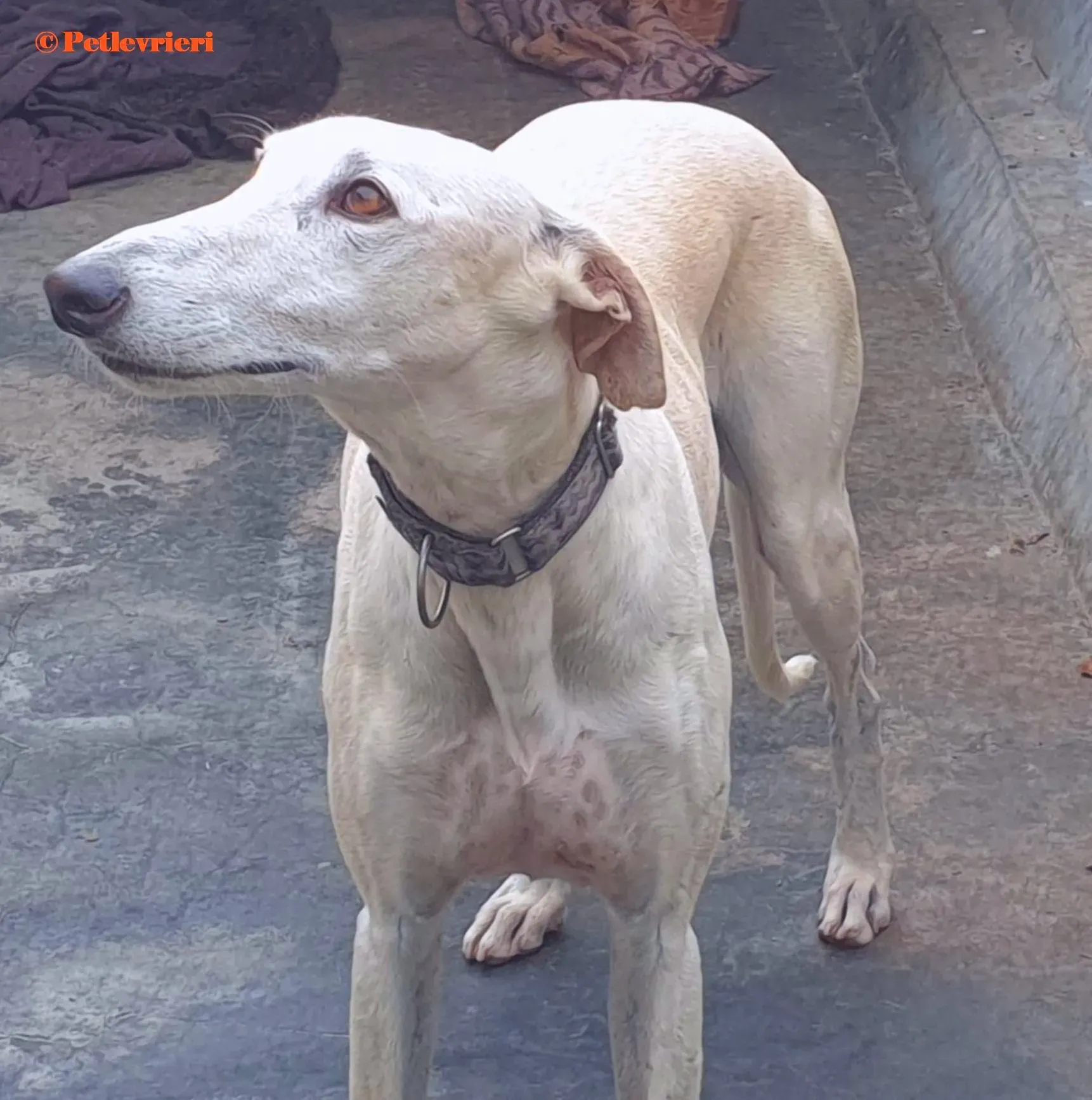 Cervantes galgo adozione pet levrieri onlus 3 2