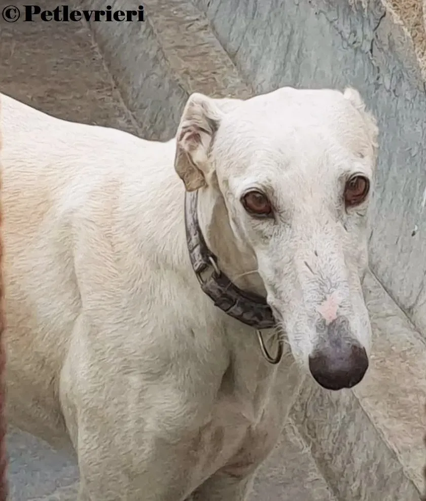 Cervantes galgo adozione pet levrieri onlus 5 3