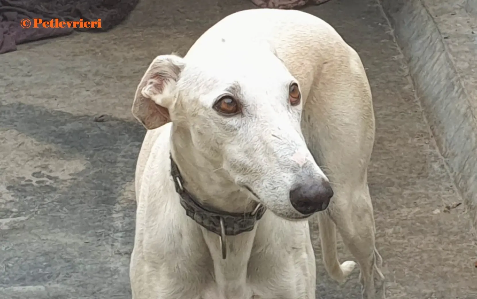 Cervantes galgo adozione pet levrieri onlus 6 2