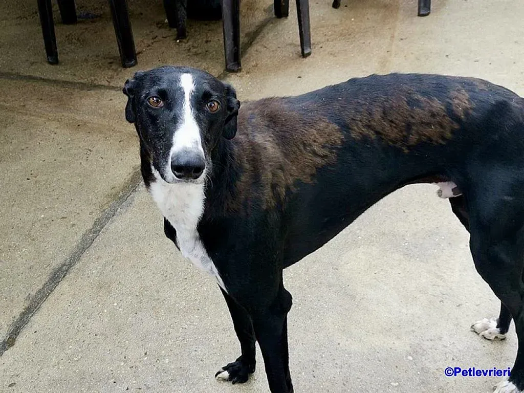 Cesar adozione levrieri galgo