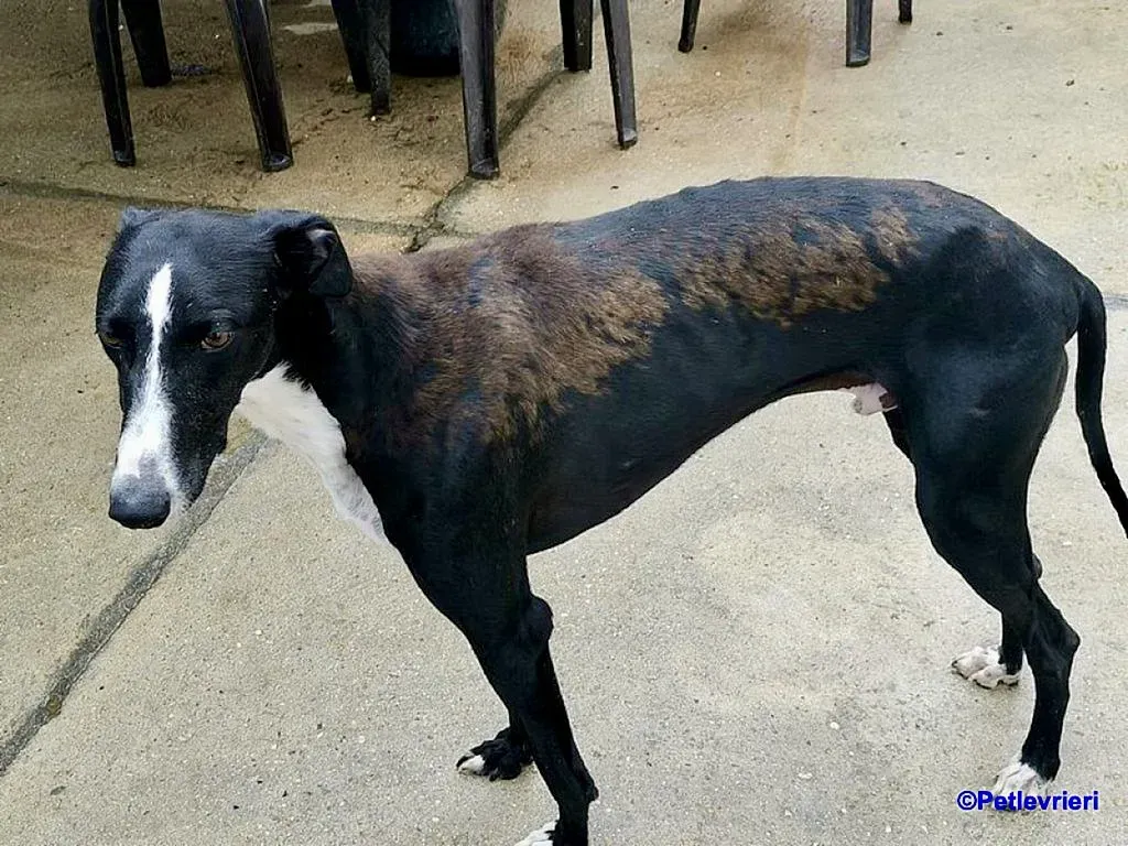 Cesar adozione levrieri galgo 1