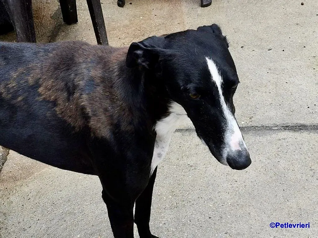 Cesar adozione levrieri galgo 2