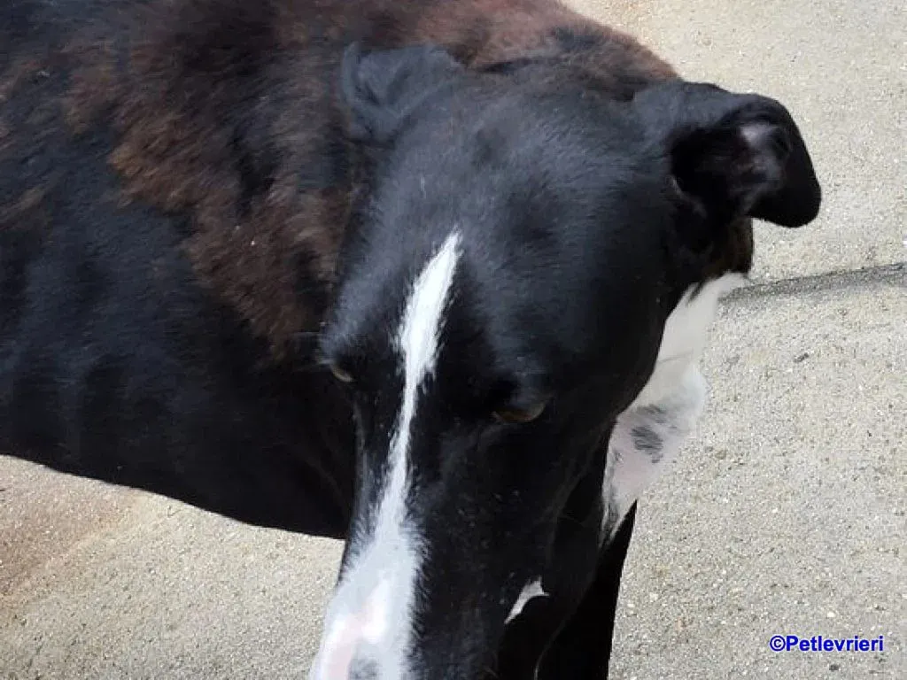 Cesar adozione levrieri galgo 3