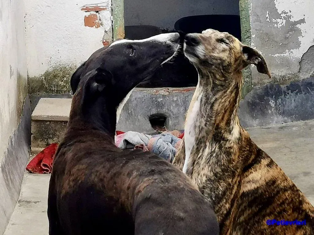 Cesar adozione levrieri galgo 5