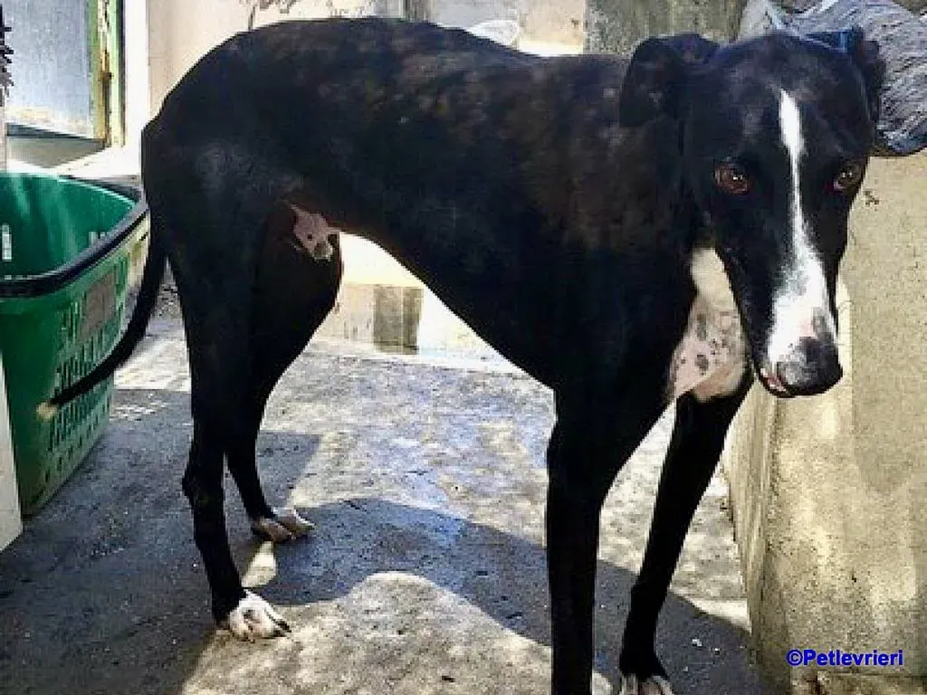 Cesar adozione levrieri galgo 7