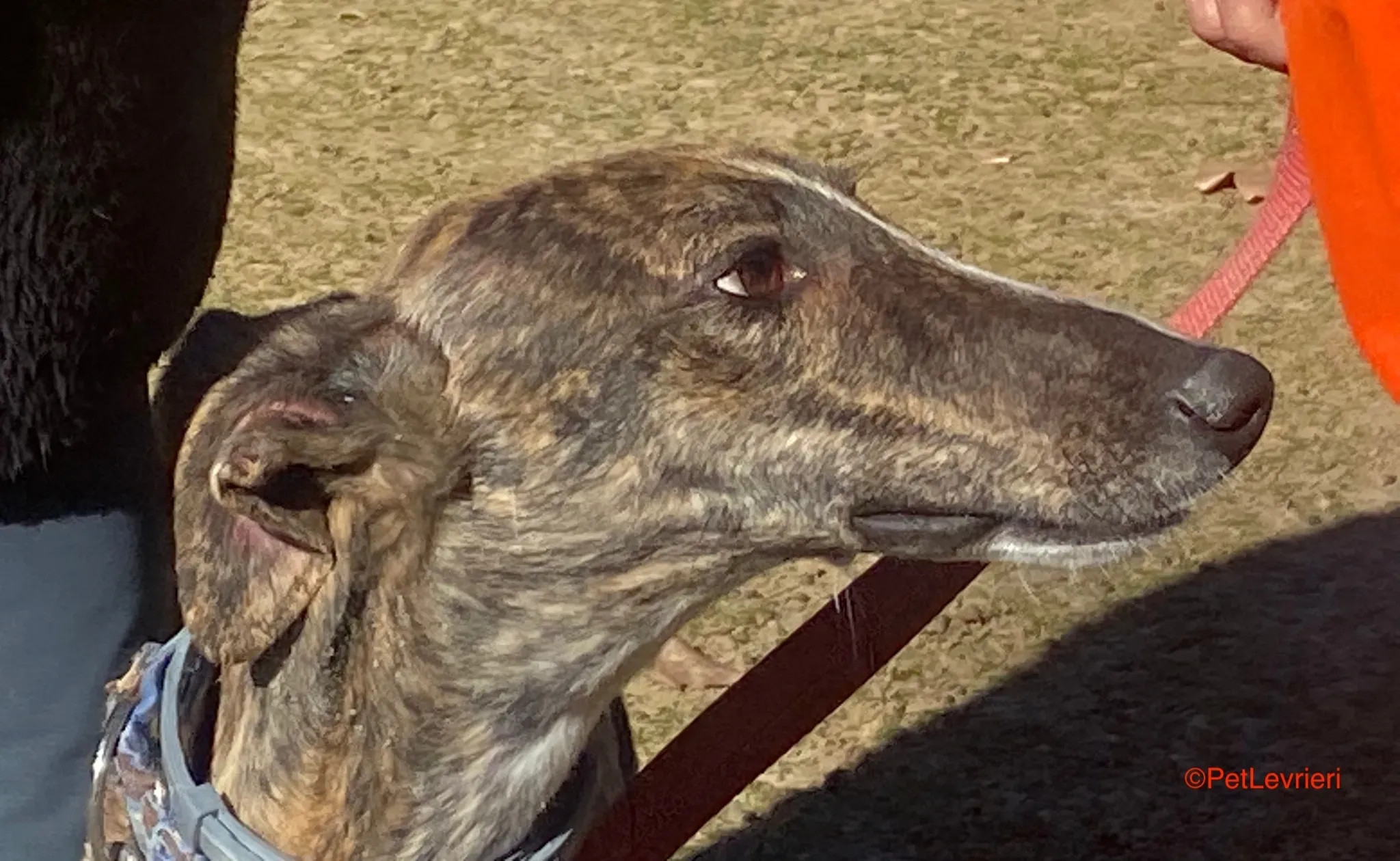 Chaplin adozione galgo pet levrieri onlus 11