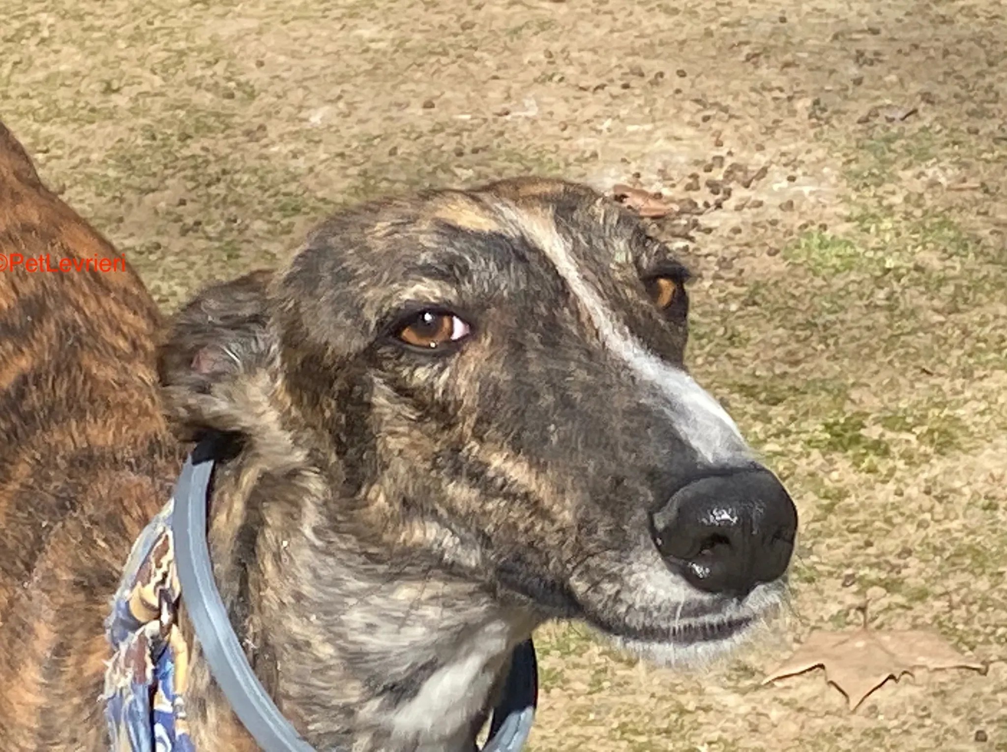 Chaplin adozione galgo pet levrieri onlus 12