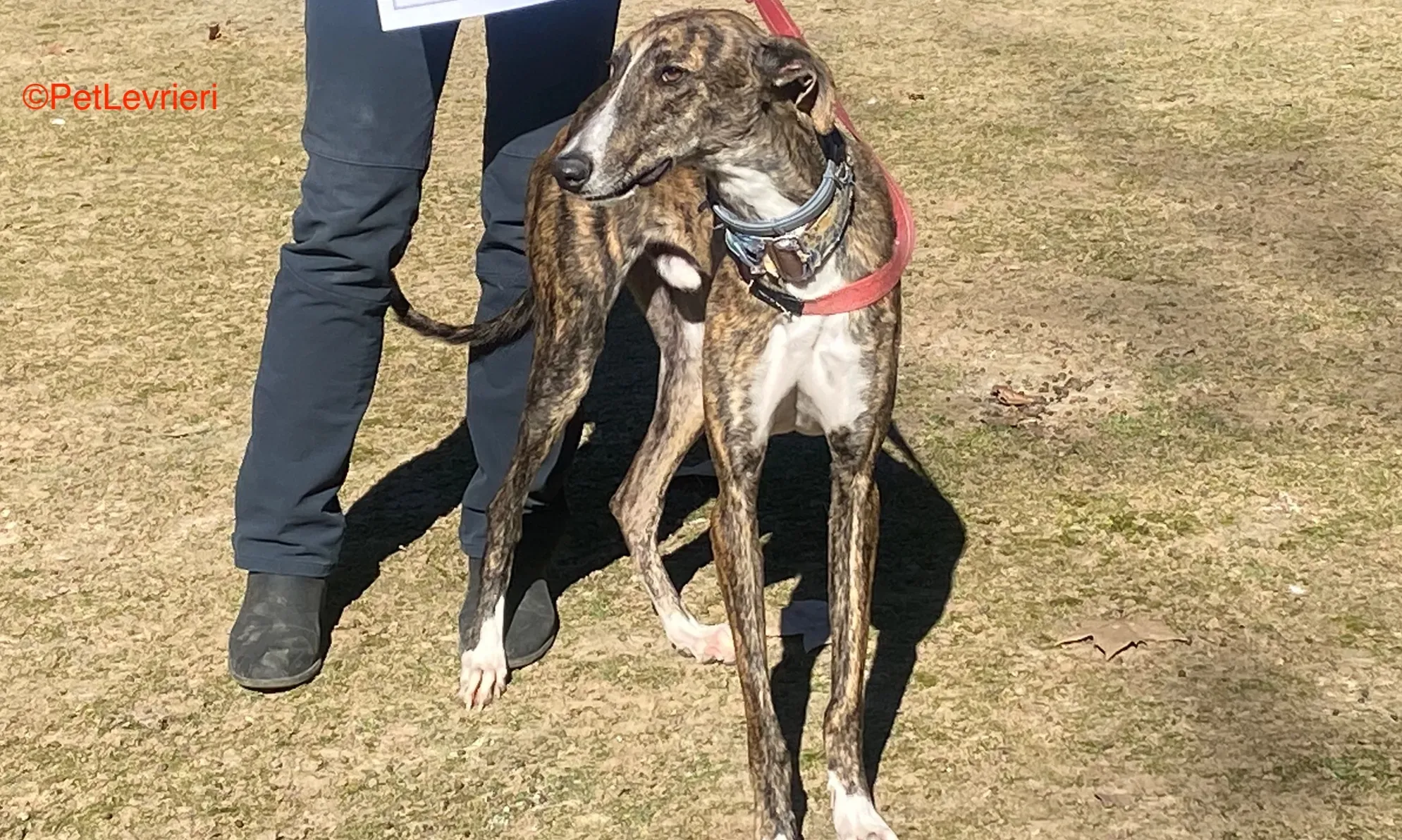 Chaplin adozione galgo pet levrieri onlus 2