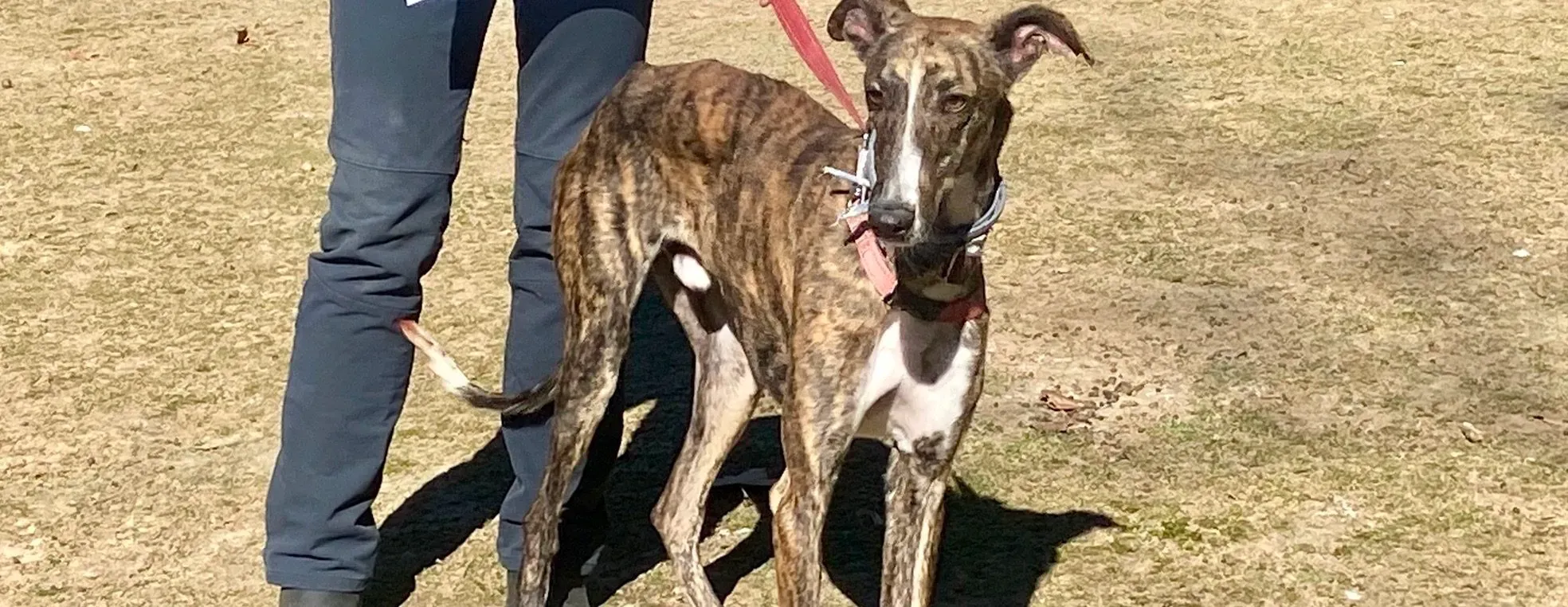 Chaplin adozione galgo pet levrieri onlus 3 e1675871305907