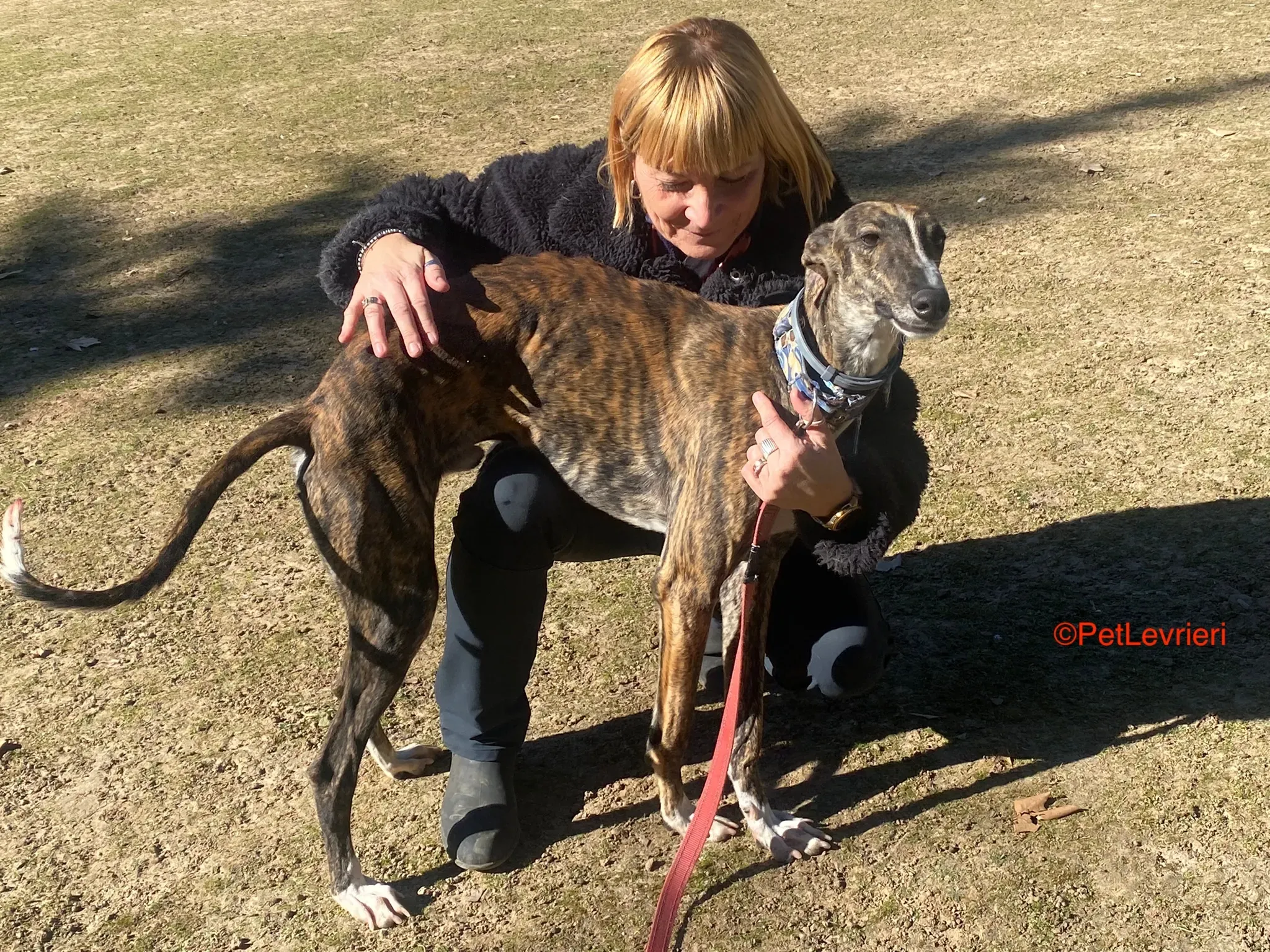 Chaplin adozione galgo pet levrieri onlus 4