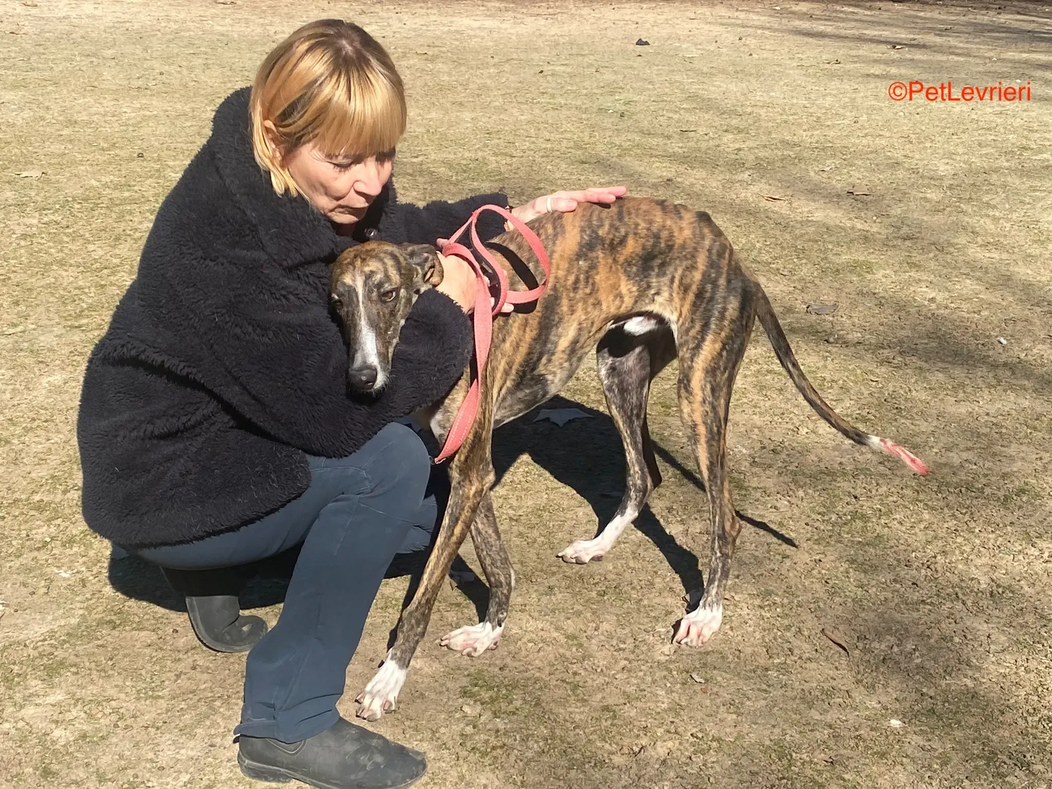 Chaplin adozione galgo pet levrieri onlus 5