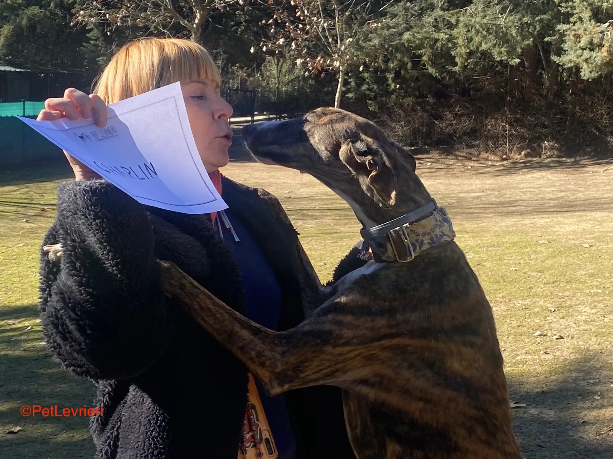 Chaplin adozione galgo pet levrieri onlus 6