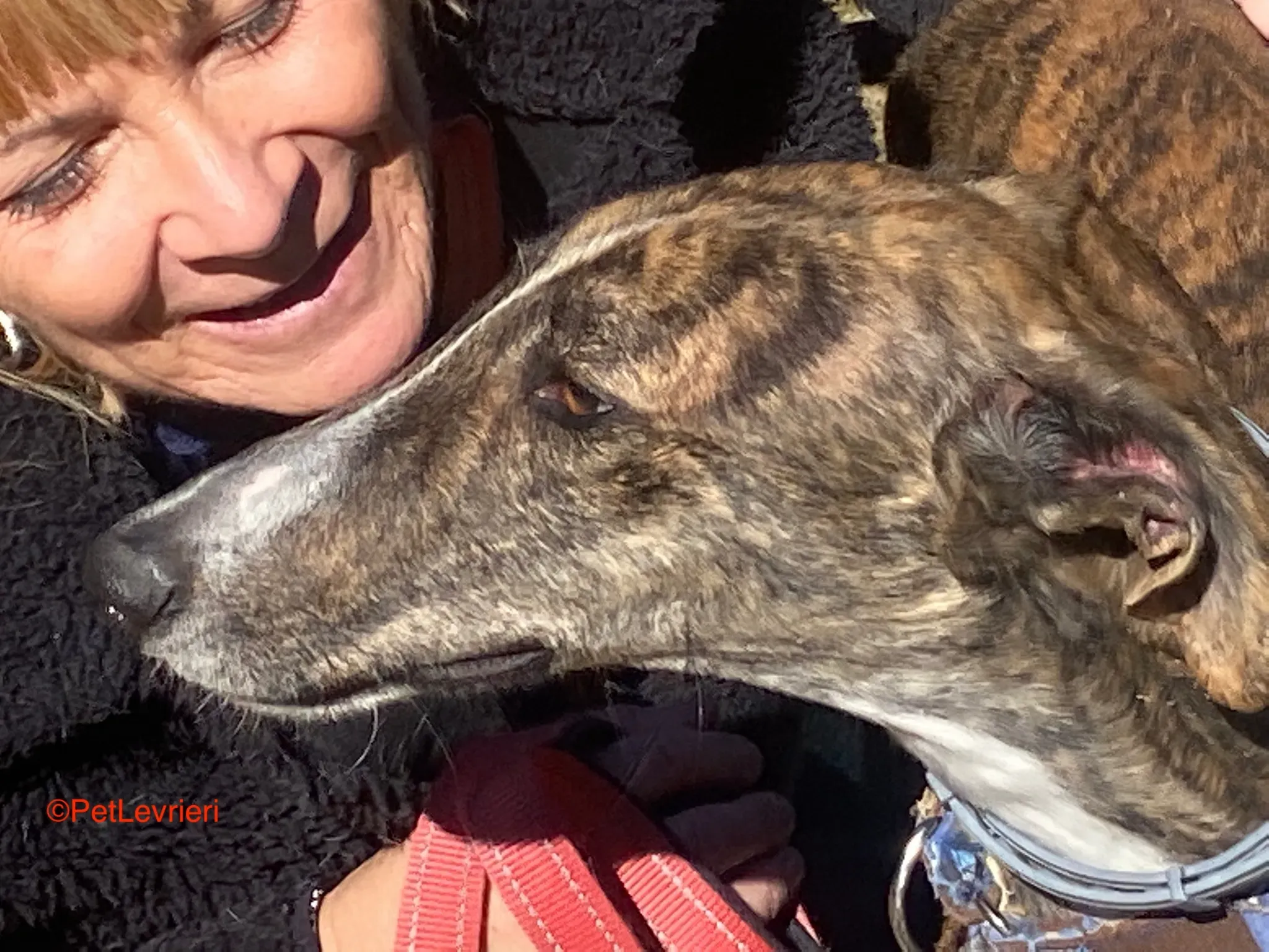 Chaplin adozione galgo pet levrieri onlus 7