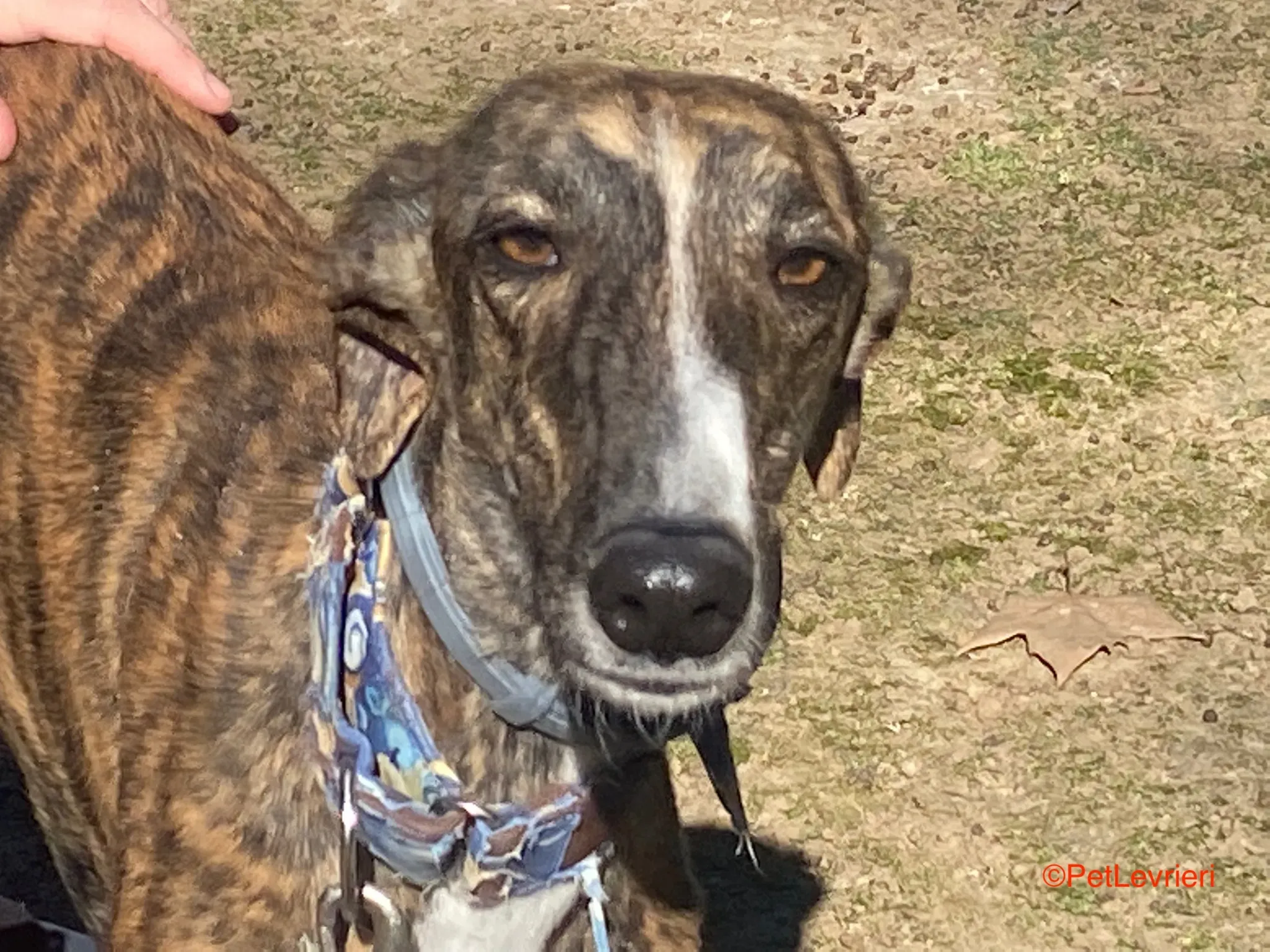 Chaplin adozione galgo pet levrieri onlus 8
