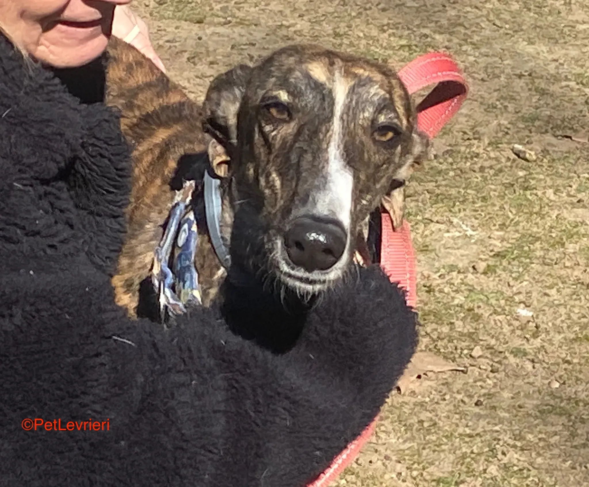 Chaplin adozione galgo pet levrieri onlus 9