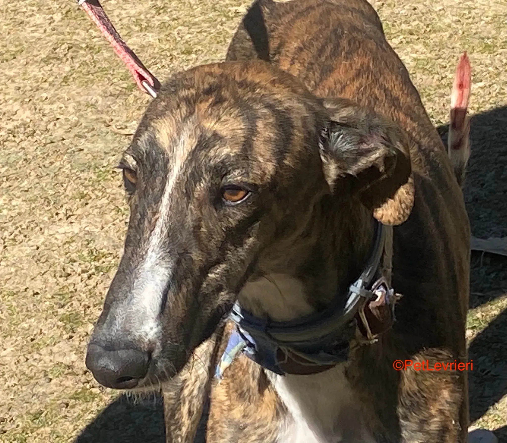 Chaplin. adozione galgo pet levrieri onlus 10