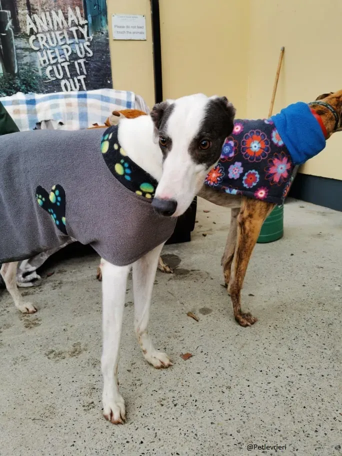 Chappo Greyhound Adozione levrieri pet 1