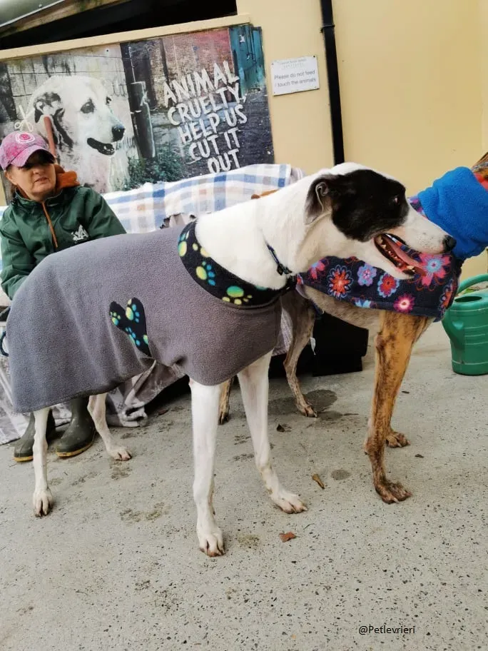 Chappo Greyhound Adozione levrieri pet 2