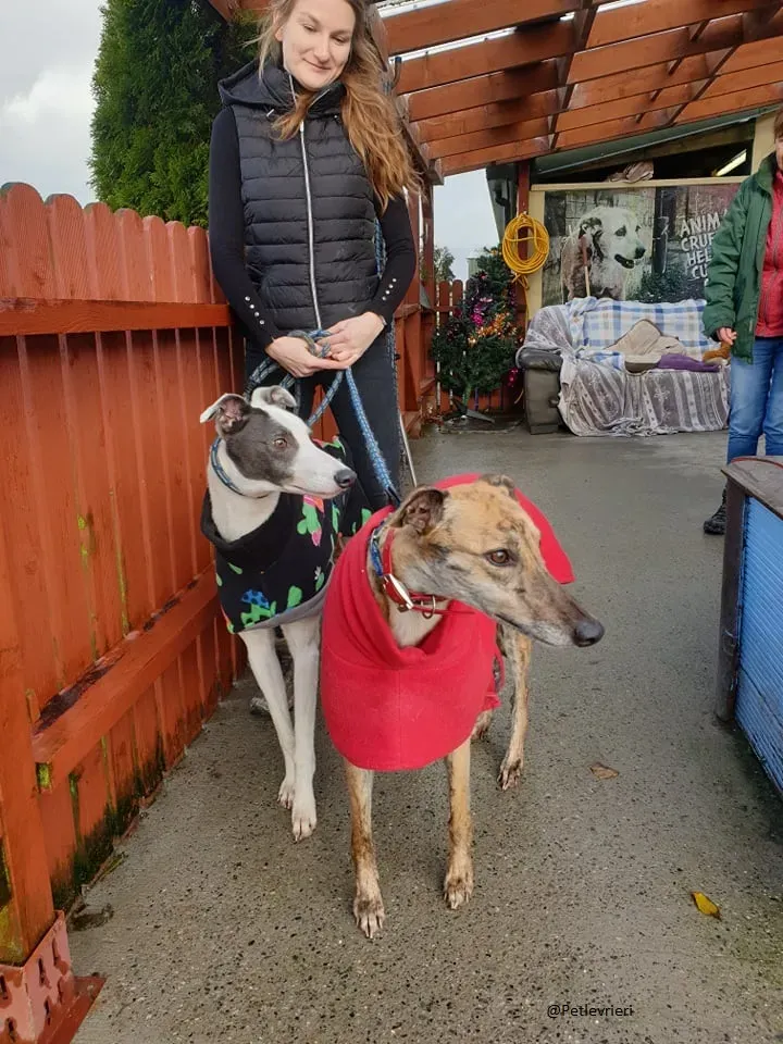 Chappo Quennie Greyhound pet levrieri adozione 1