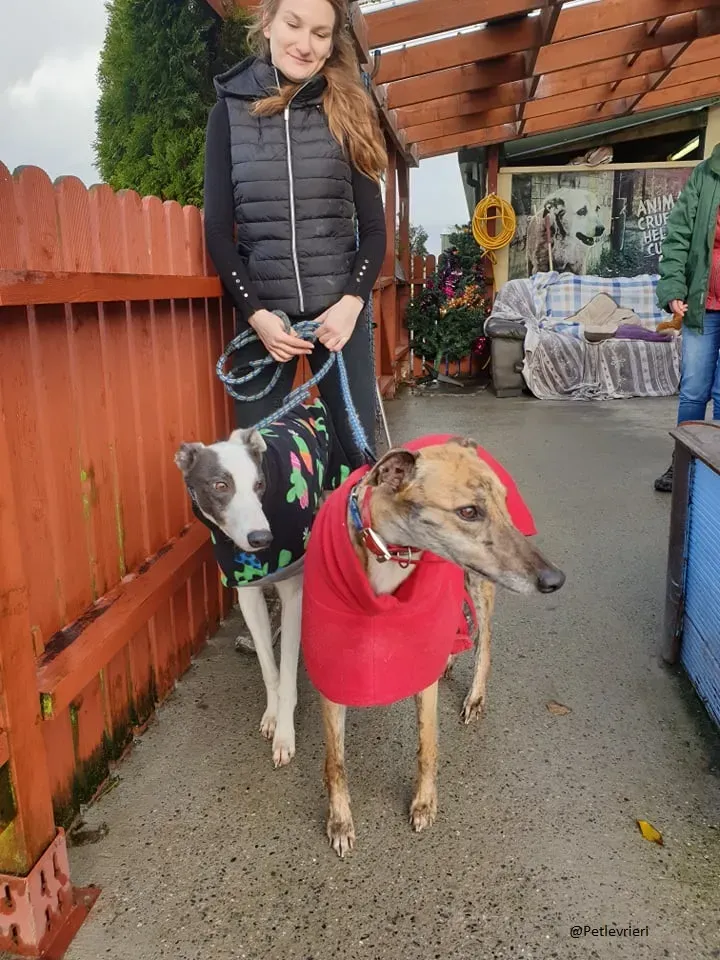 Chappo Quennie Greyhound pet levrieri adozione 2