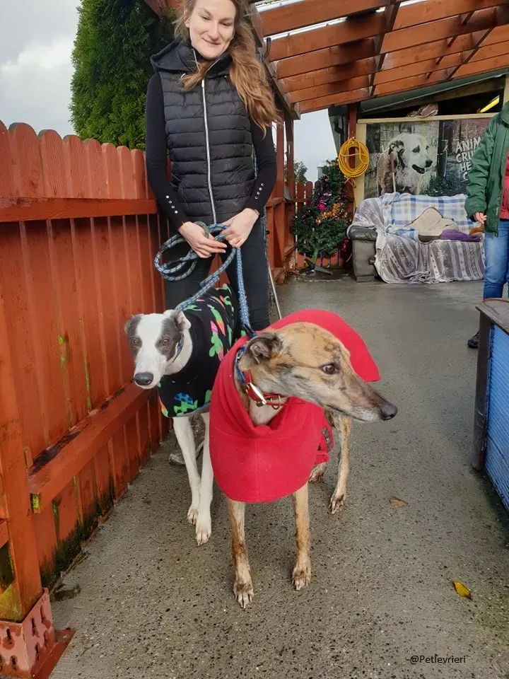 Chappo Quennie Greyhound pet levrieri adozione 3