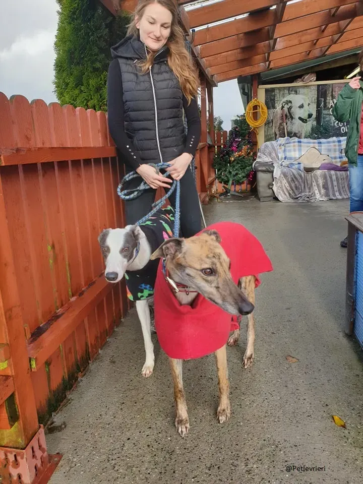 Chappo Quennie Greyhound pet levrieri adozione 4