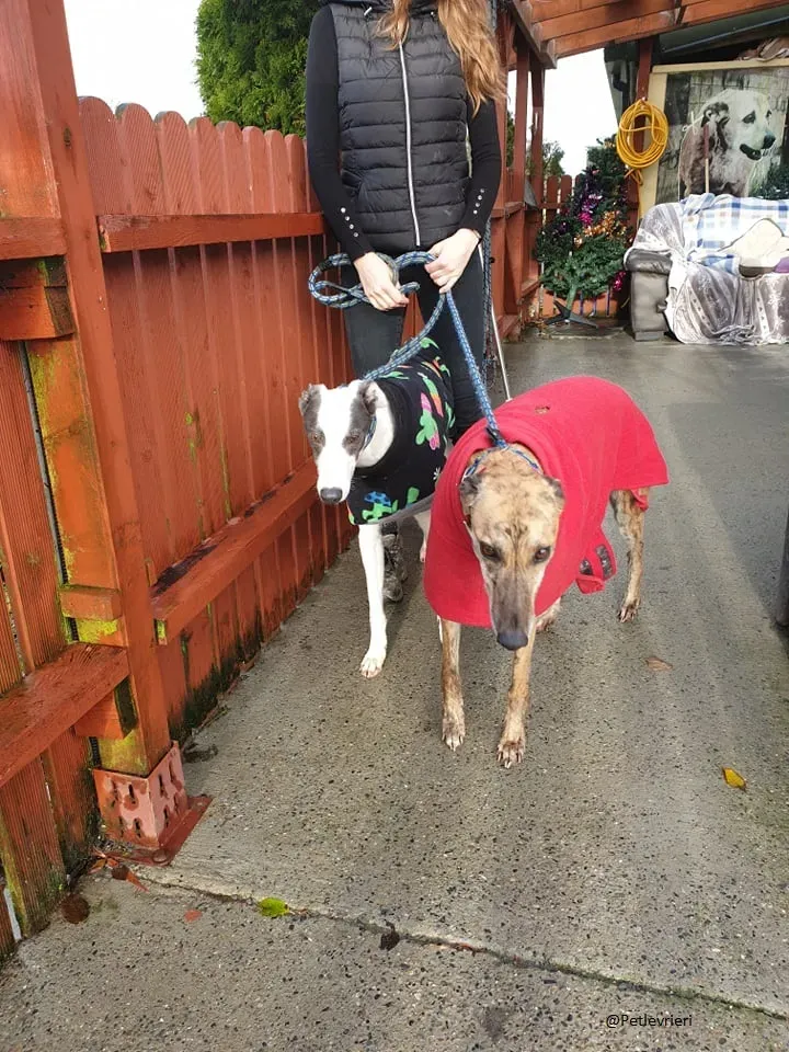 Chappo Quennie Greyhound pet levrieri adozione 5