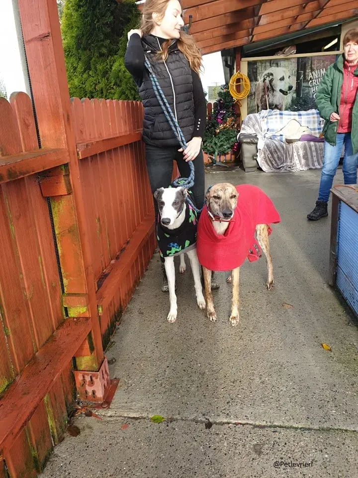 Chappo Quennie Greyhound pet levrieri adozione 6