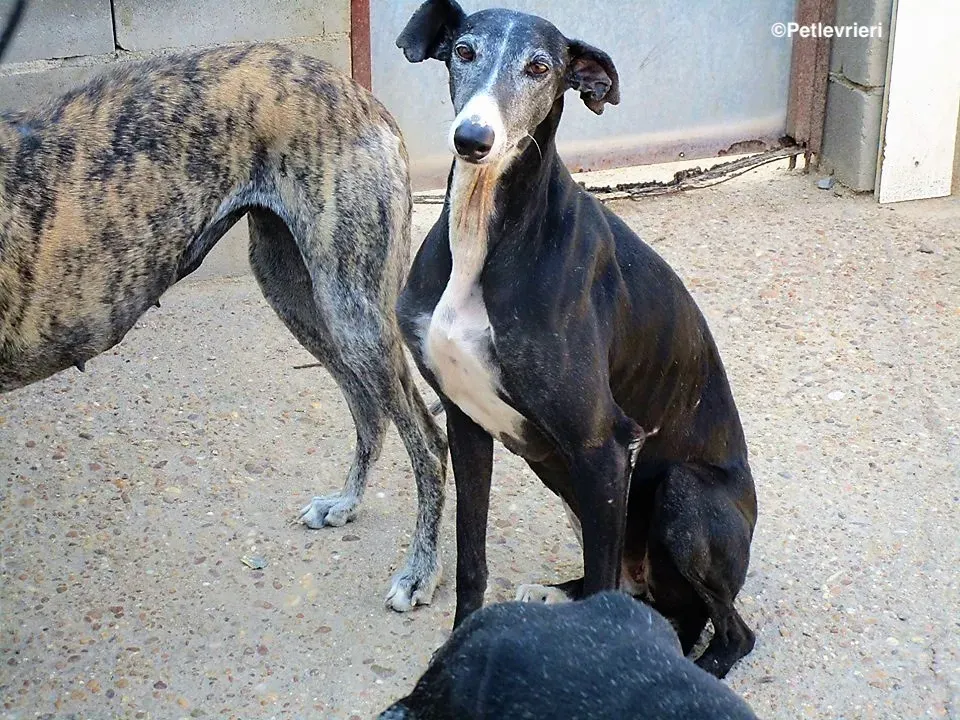 Chaprichosa adozione levrieri galgo 00 1