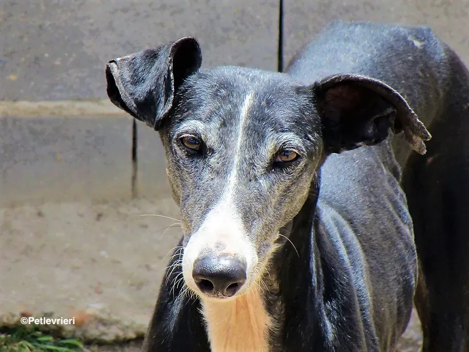 Chaprichosa adozione levrieri galgo 07 1