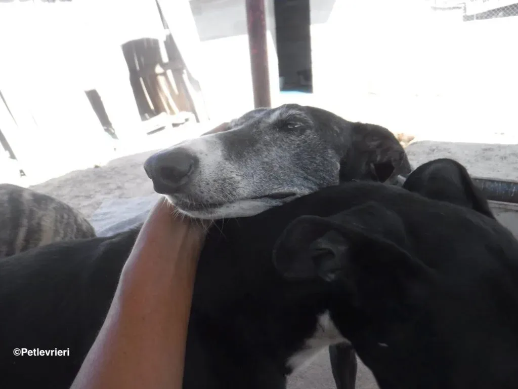 Chaprichosa adozione levrieri galgo 08 1