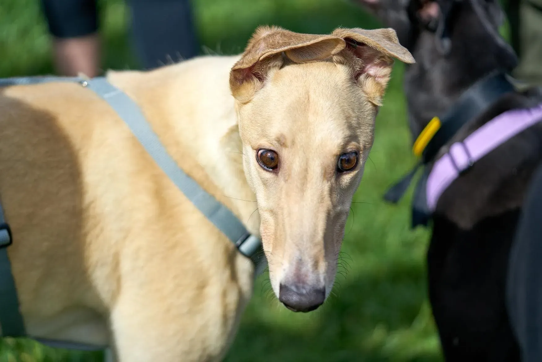 Charlie adozione levrieri greyhound 1day petlevrieri 1