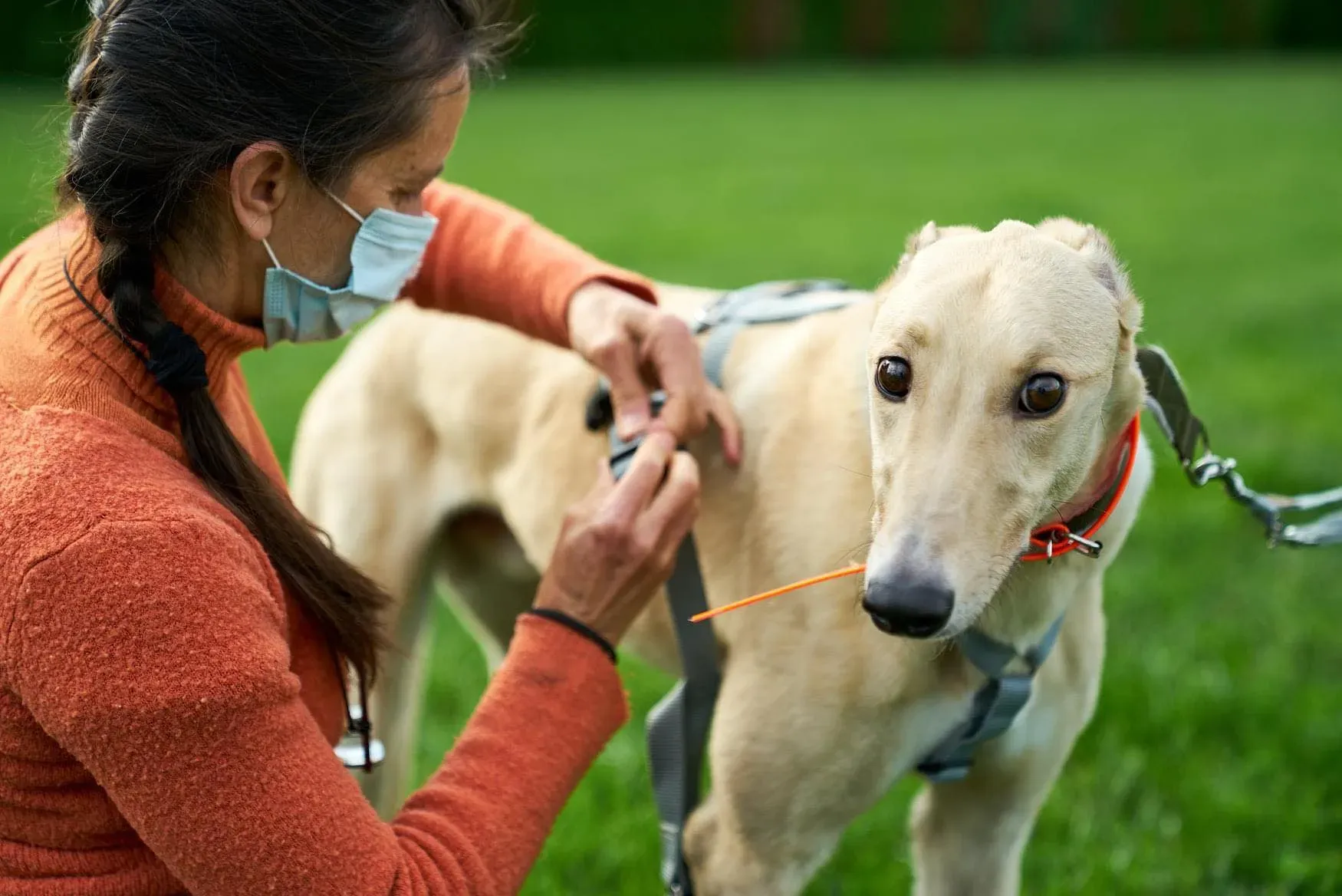 Charlie adozione levrieri greyhound 1day petlevrieri 10