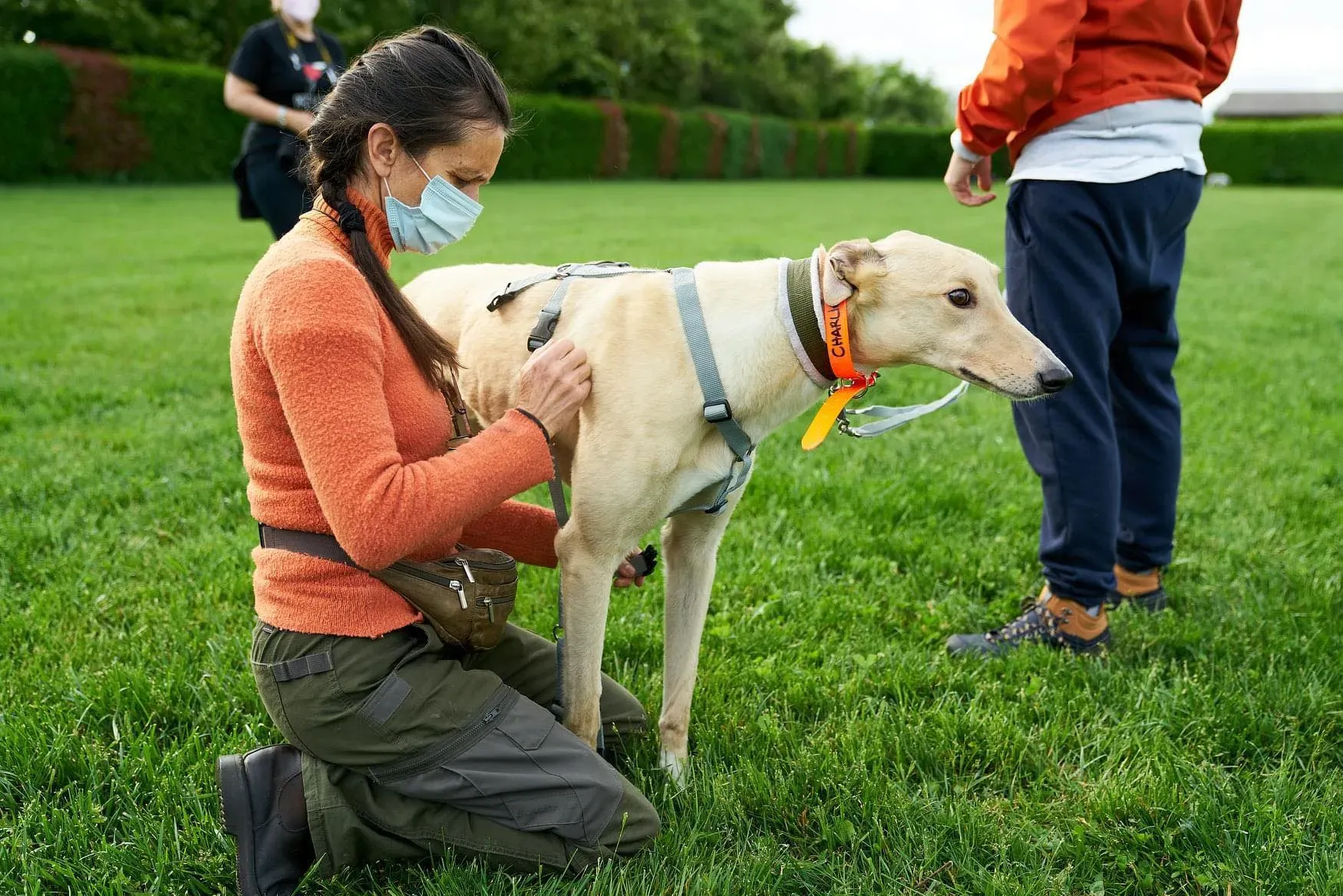 Charlie adozione levrieri greyhound 1day petlevrieri 11