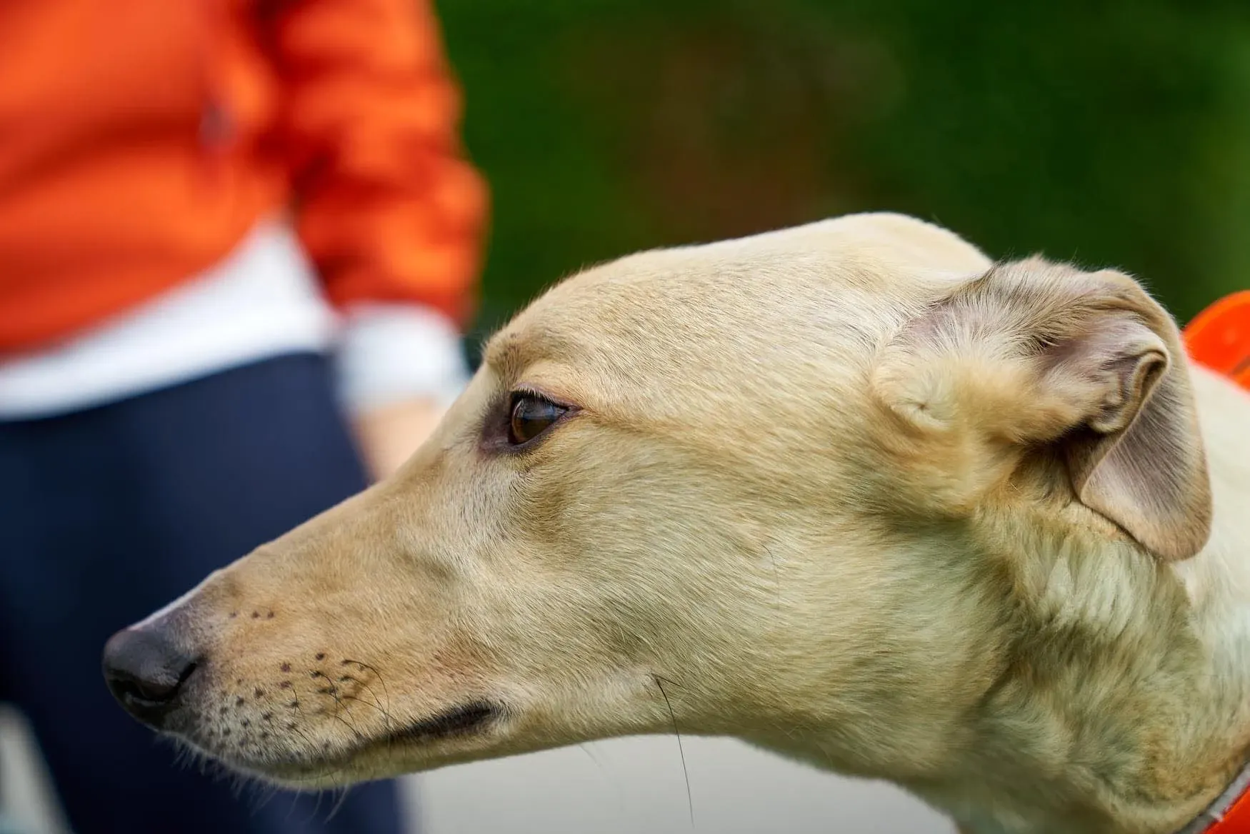 Charlie adozione levrieri greyhound 1day petlevrieri 14