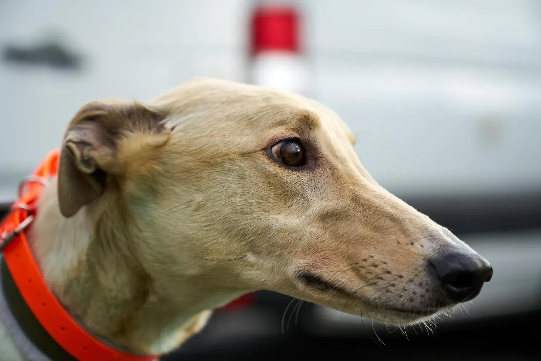 Charlie adozione levrieri greyhound 1day petlevrieri 15