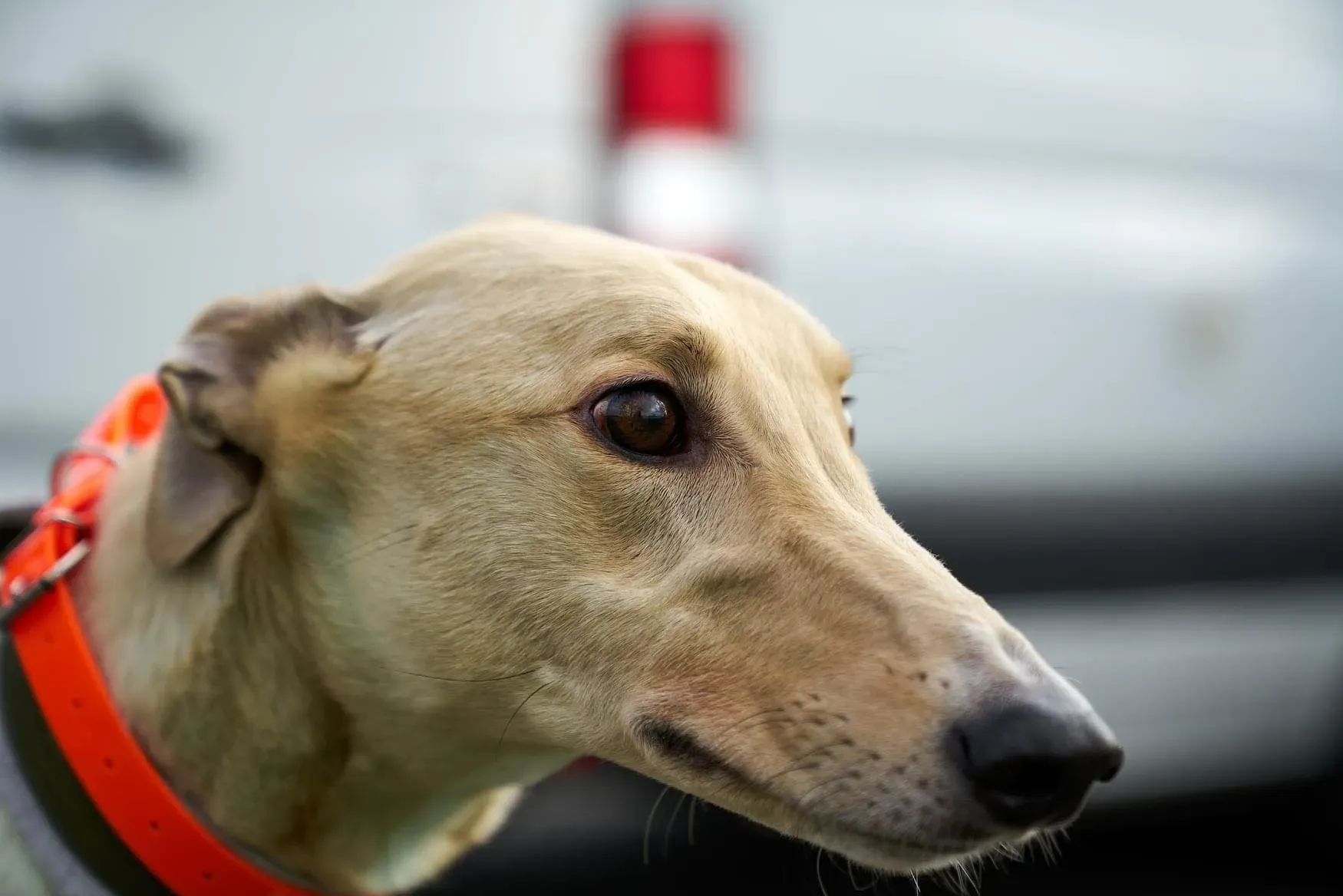 Charlie adozione levrieri greyhound 1day petlevrieri 16