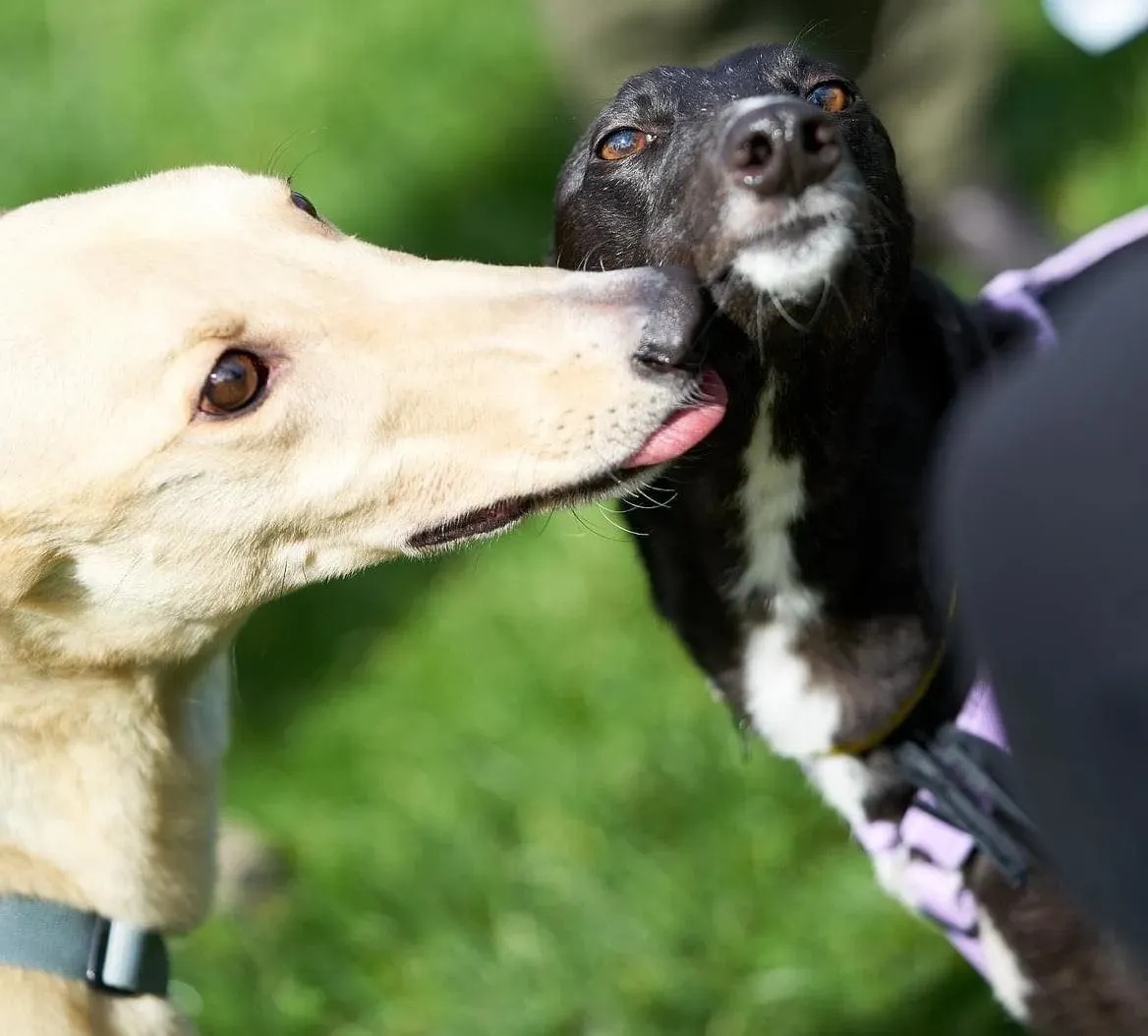 Charlie adozione levrieri greyhound 1day petlevrieri 17 e1621763346394