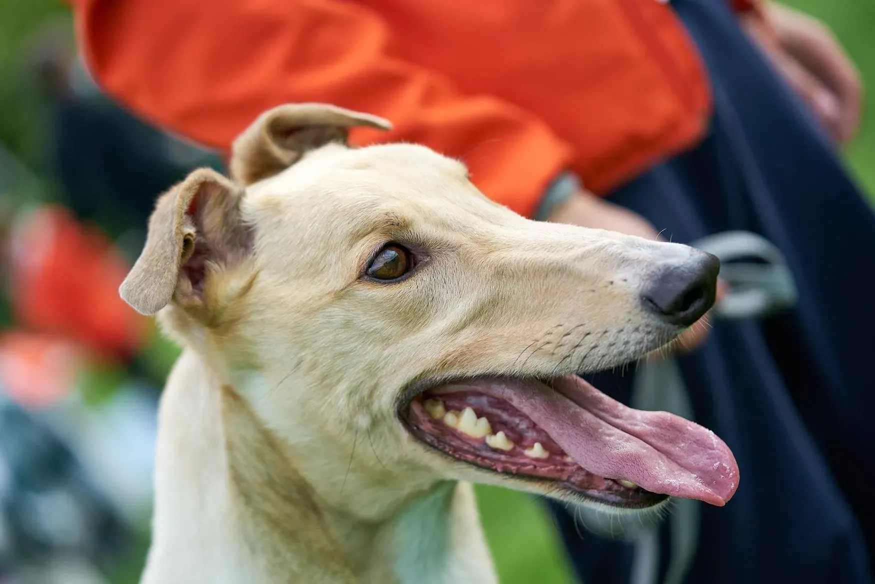 Charlie adozione levrieri greyhound 1day petlevrieri 18